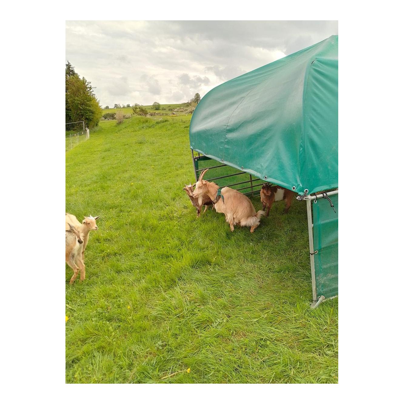 Hauptner Abri de pâturage pour moutons &amp; chèvres - sans horde d'entrée