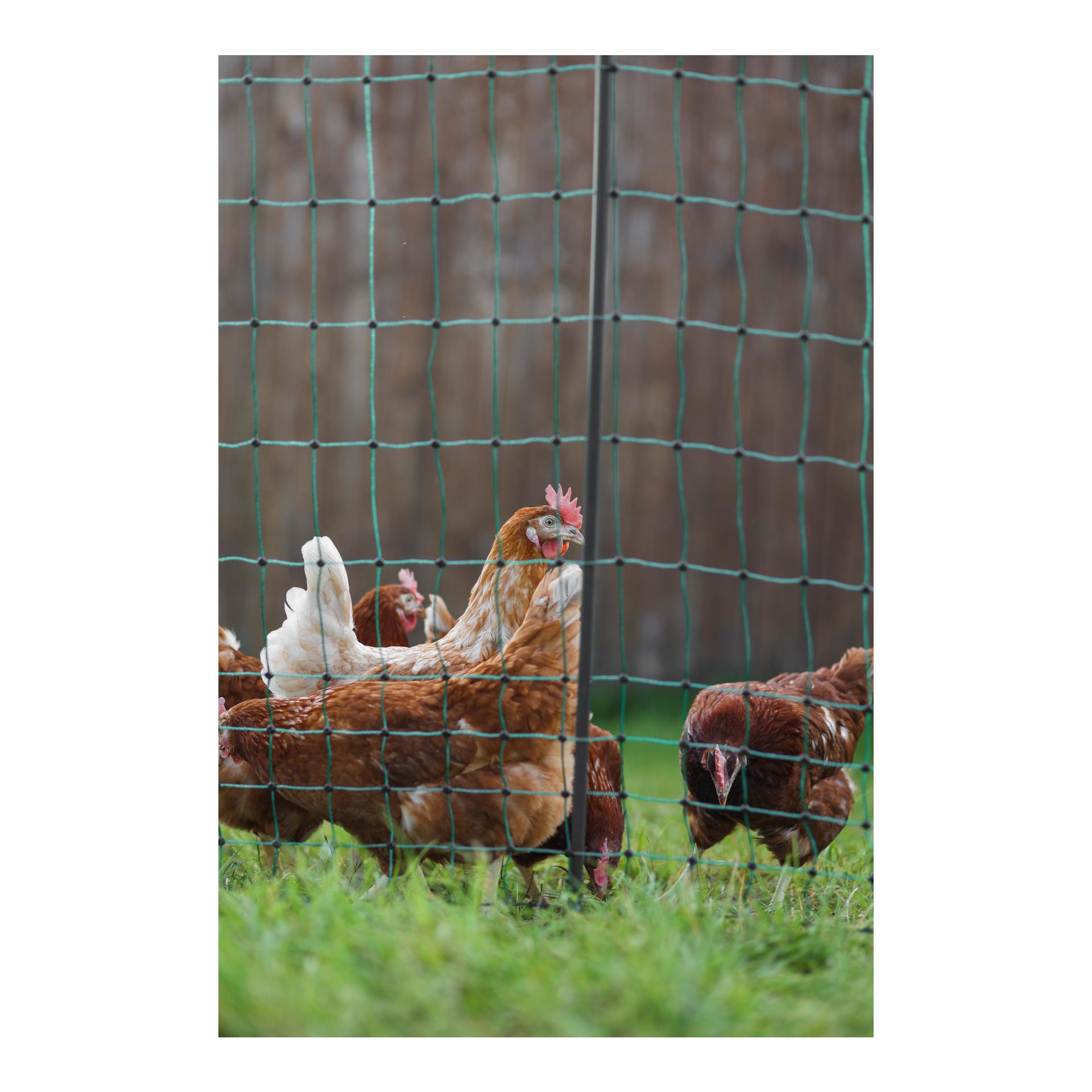 AKO Geflügelnetz Premium - 122 cm x 50 m