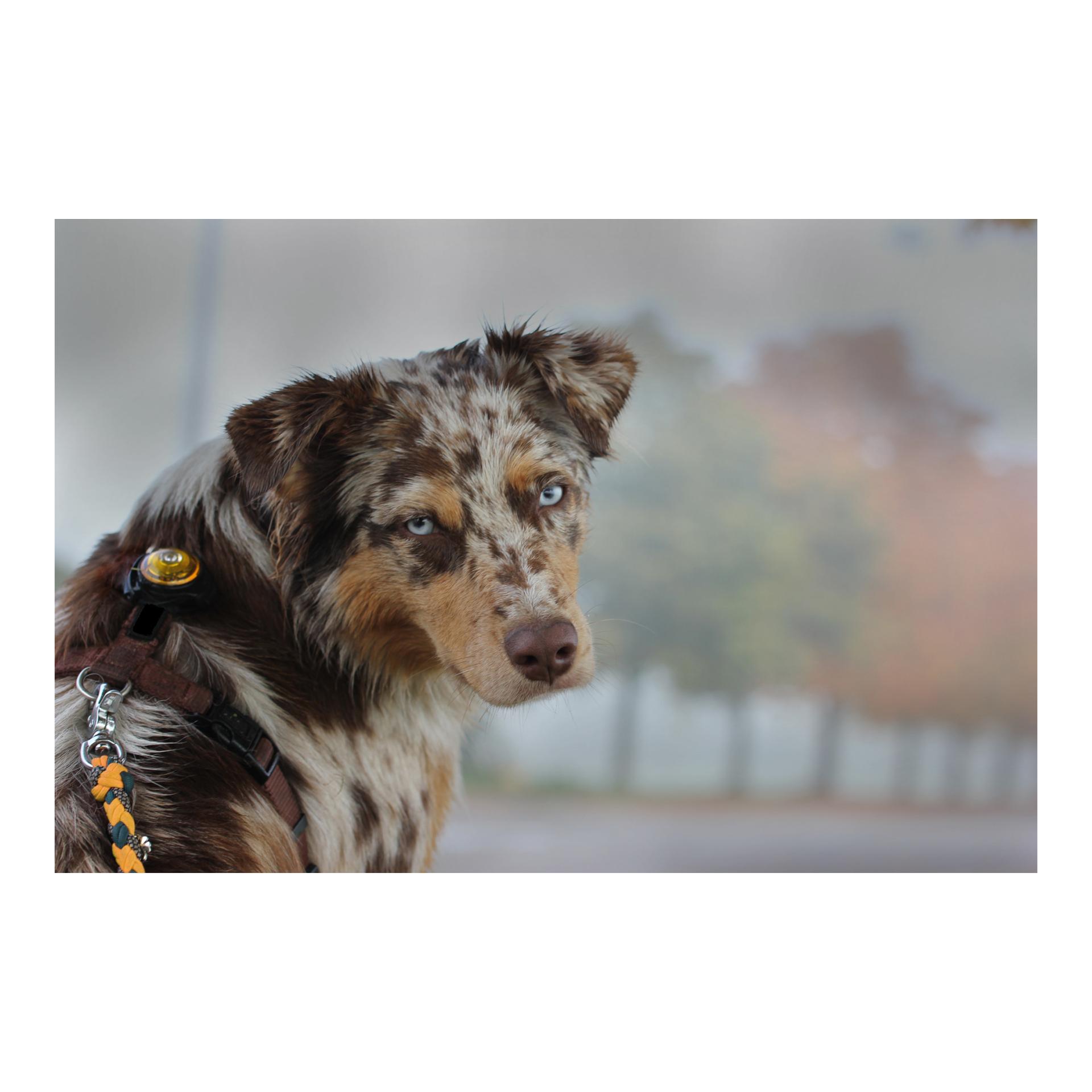 Orbiloc Safety Light Orbiloc Dog Dual - gelb