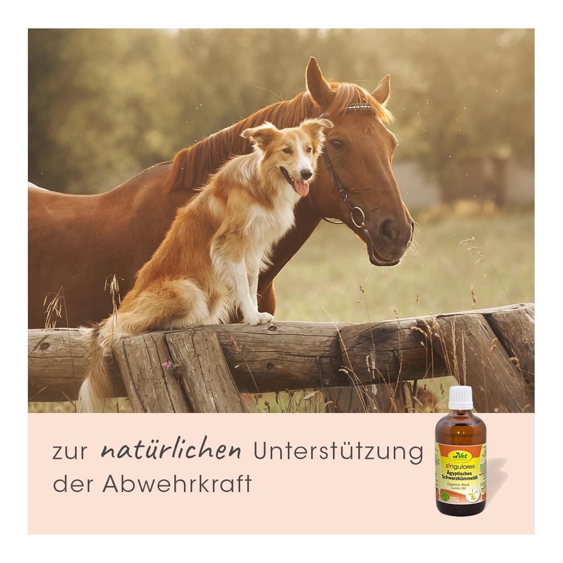 cdVet Singulares Bio-Ägyptisches Schwarzkümmelöl