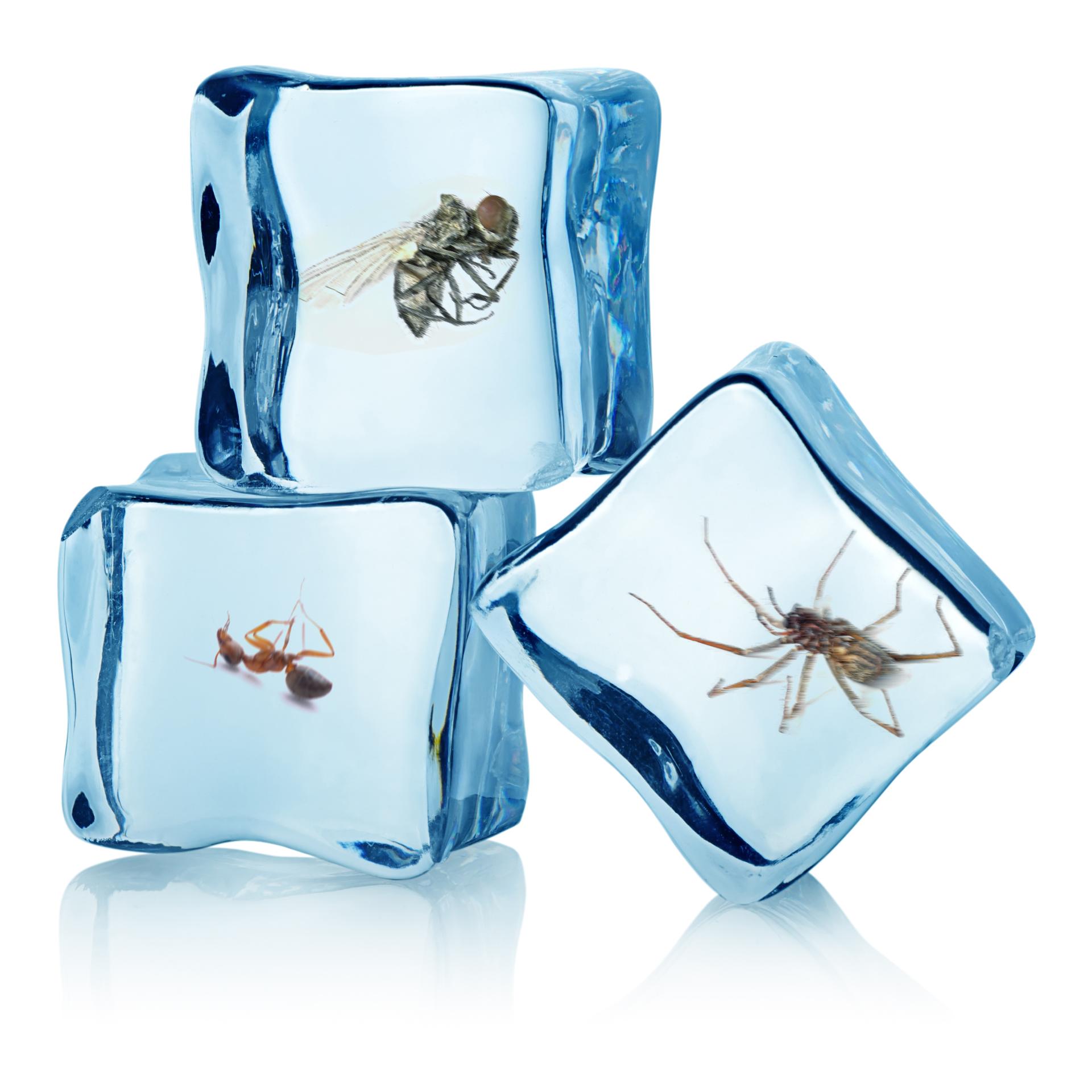 SWISSINNO Spray antigel pour insectes