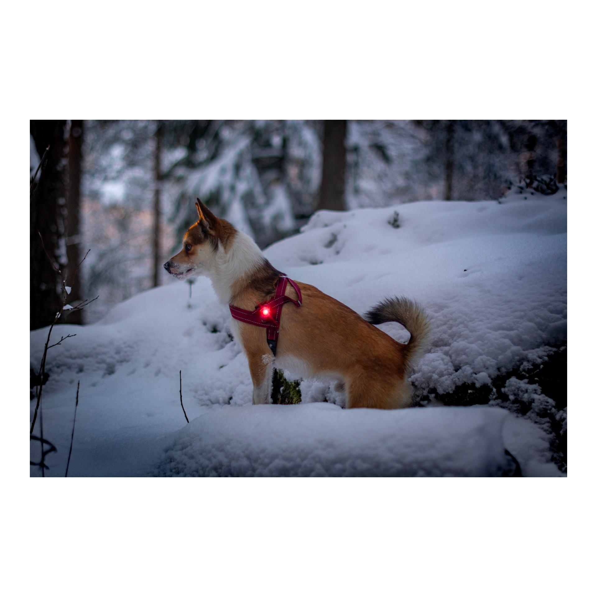 Orbiloc Safety Light Orbiloc Dog Dual - rot