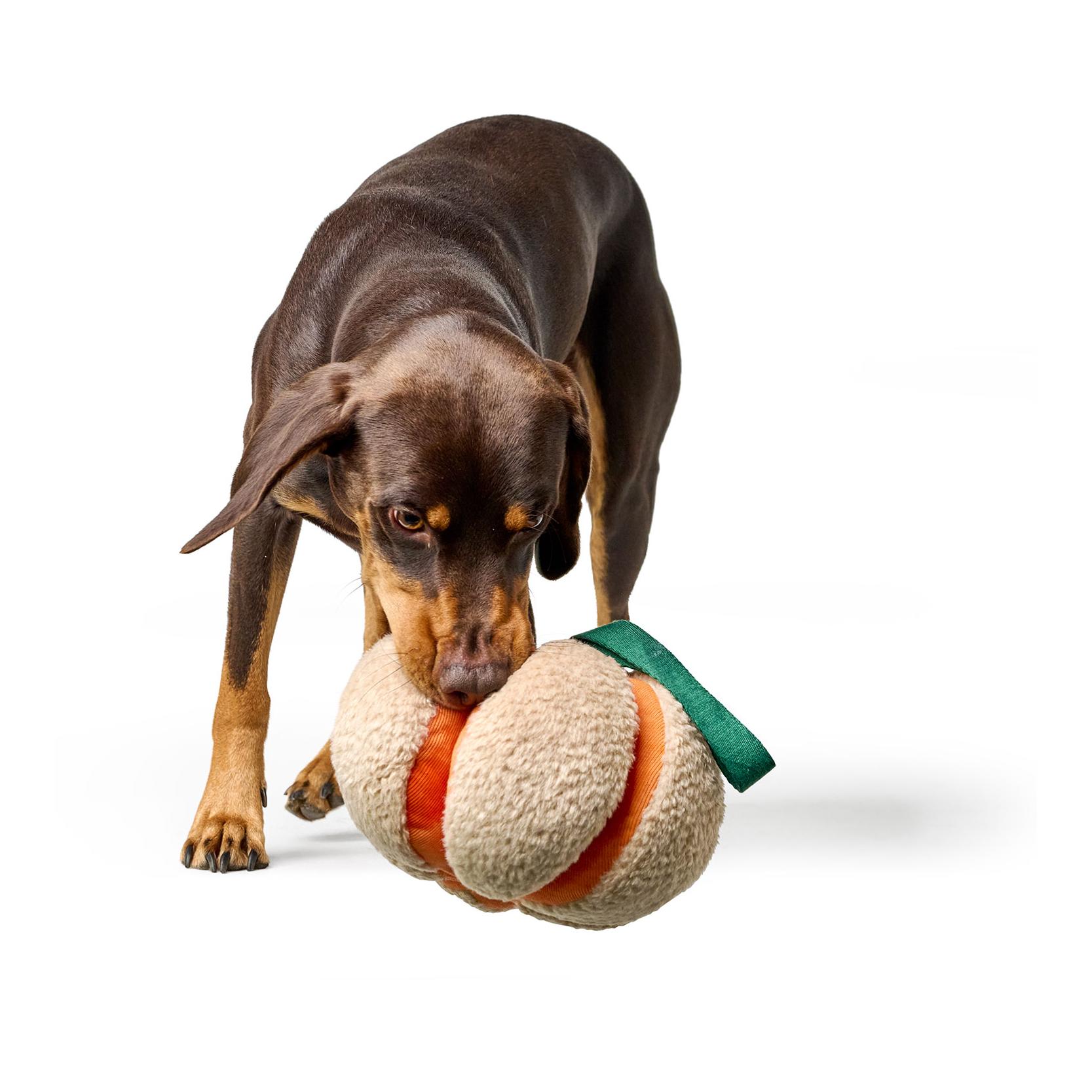 Hunter Jouet pour chien Venice Citrouille
