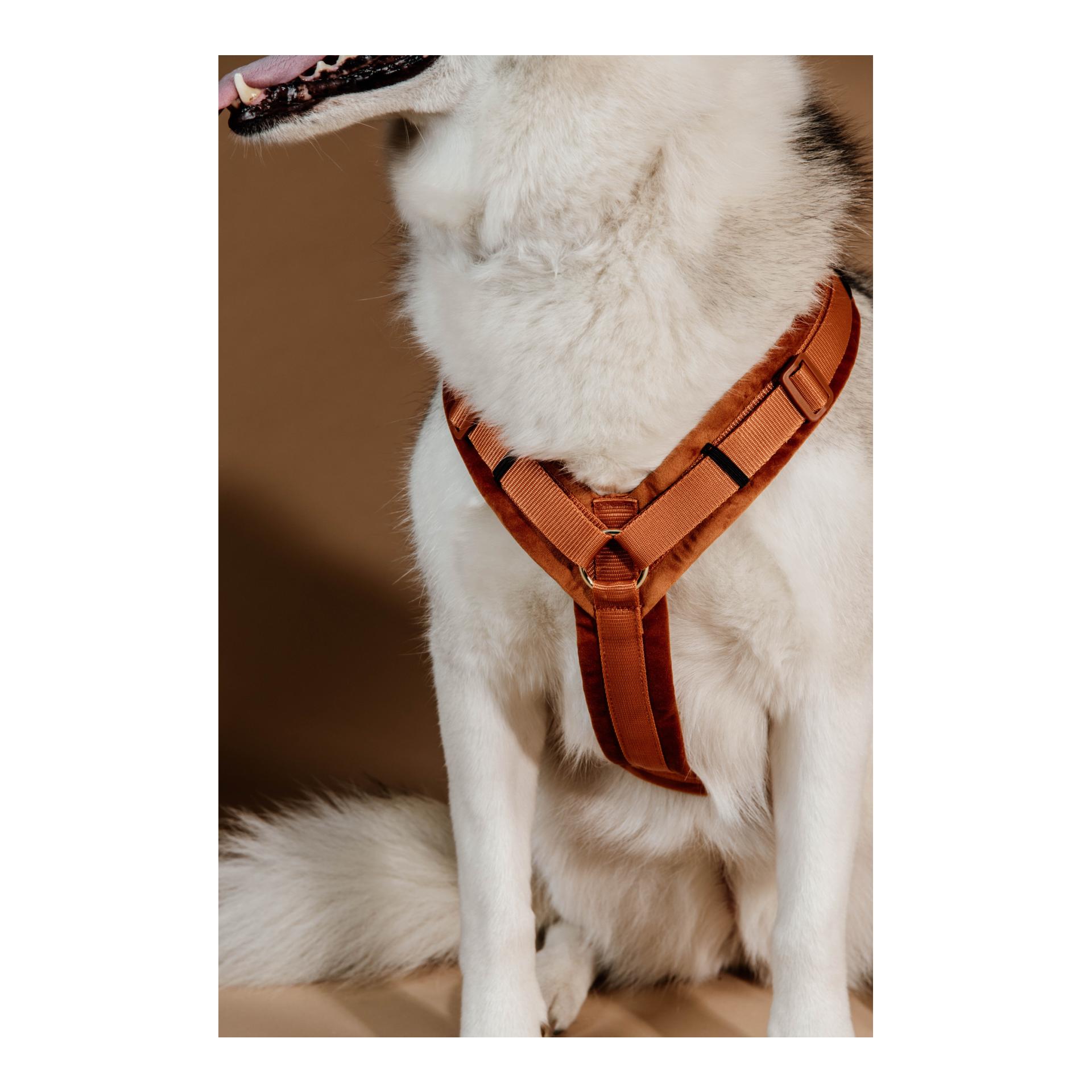 Kentucky Dogwear Harnais pour chien Active Velvet