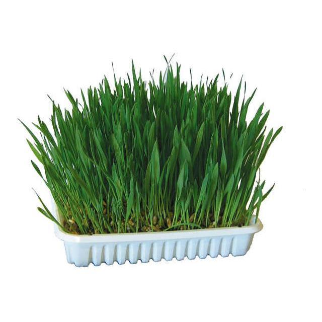 Kerbl Pet Nagergras Grün