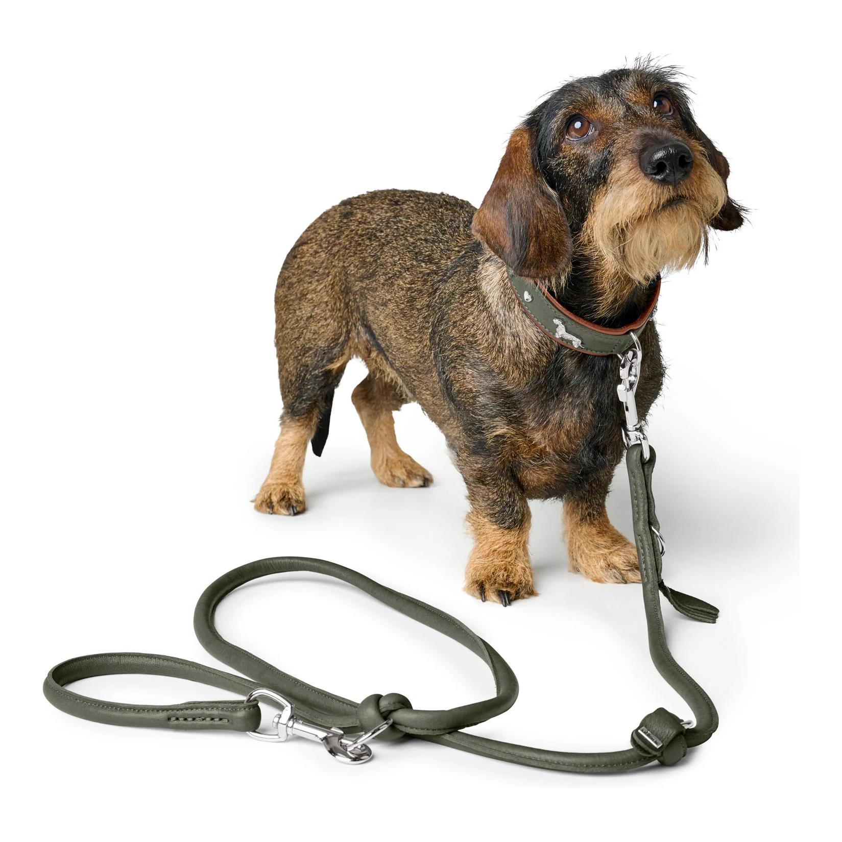 Hunter Laisse pour chien réglable Munich