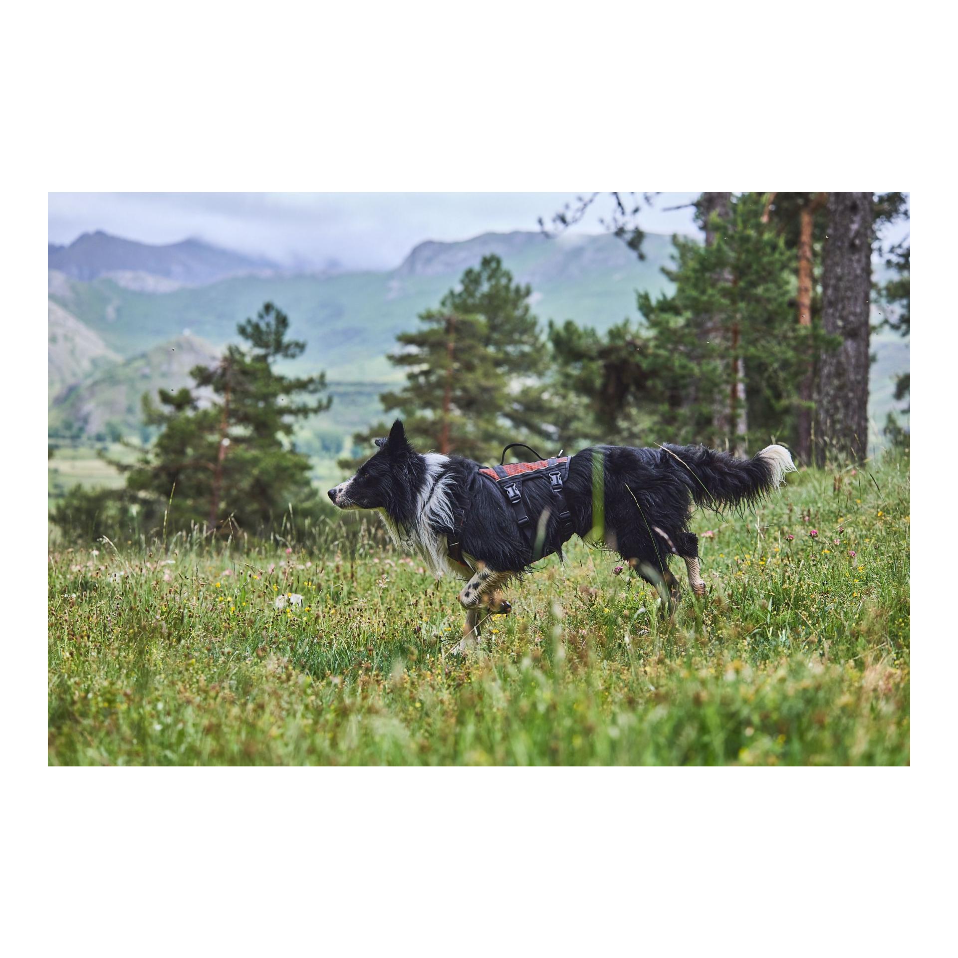 Non-stop Dogwear Hundegeschirr Rock Harness long