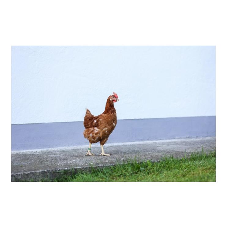 Kerbl Hobbyfarming Anneaux pour pattes de poulet Spirale