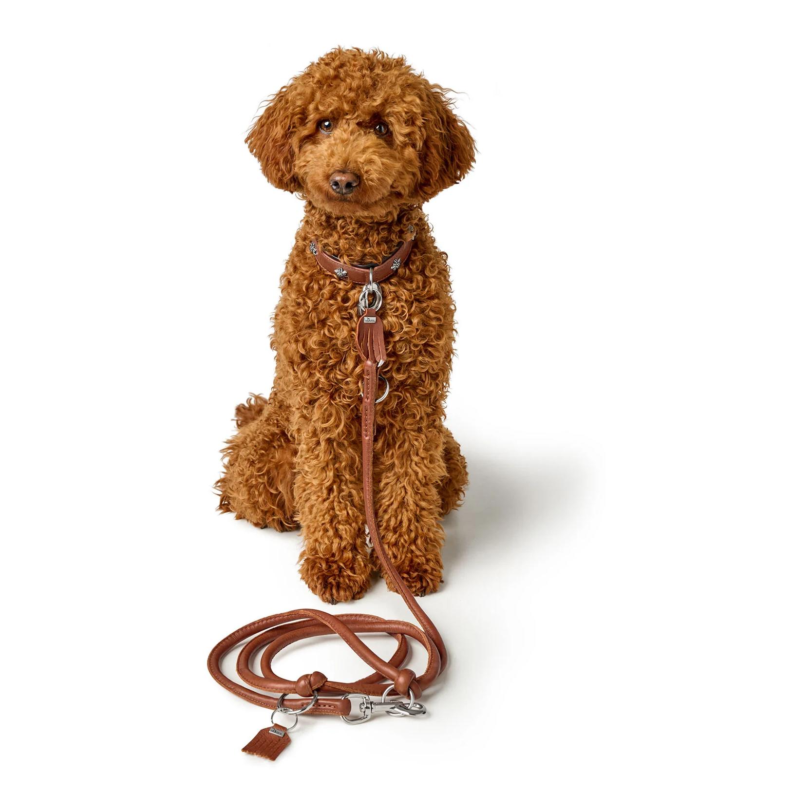 Hunter Laisse pour chien réglable Munich