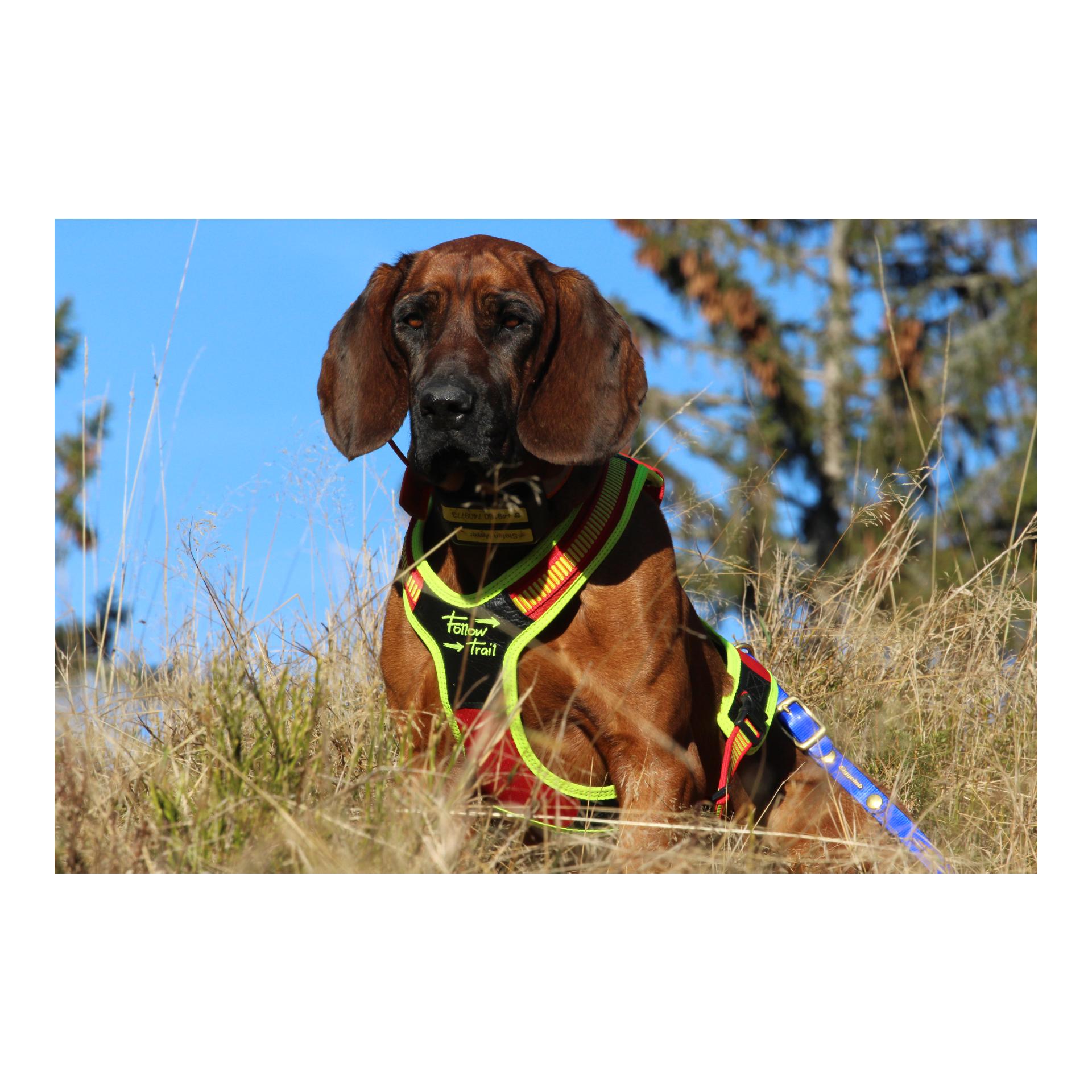 Niggeloh Harnais pour chien Follow Trail