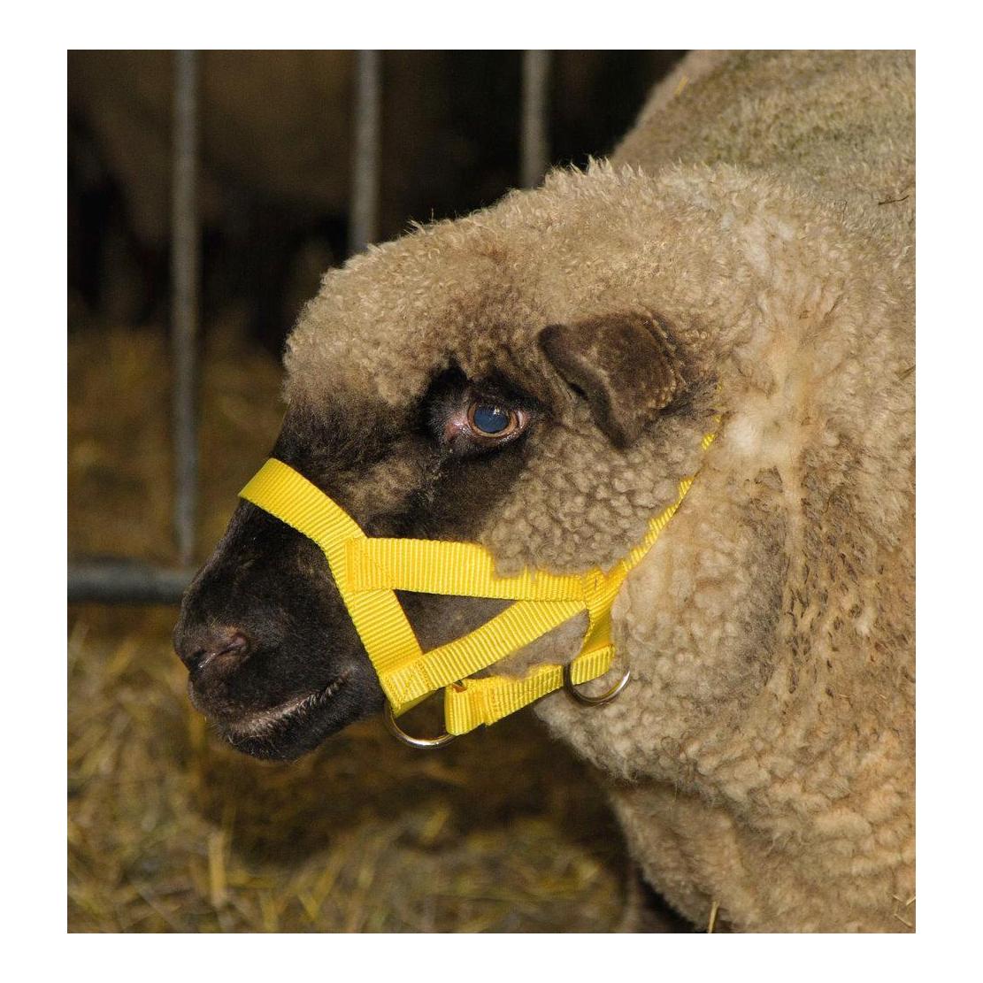 Kerbl Kopfhalfter für Schafe und Böcke - Nylon