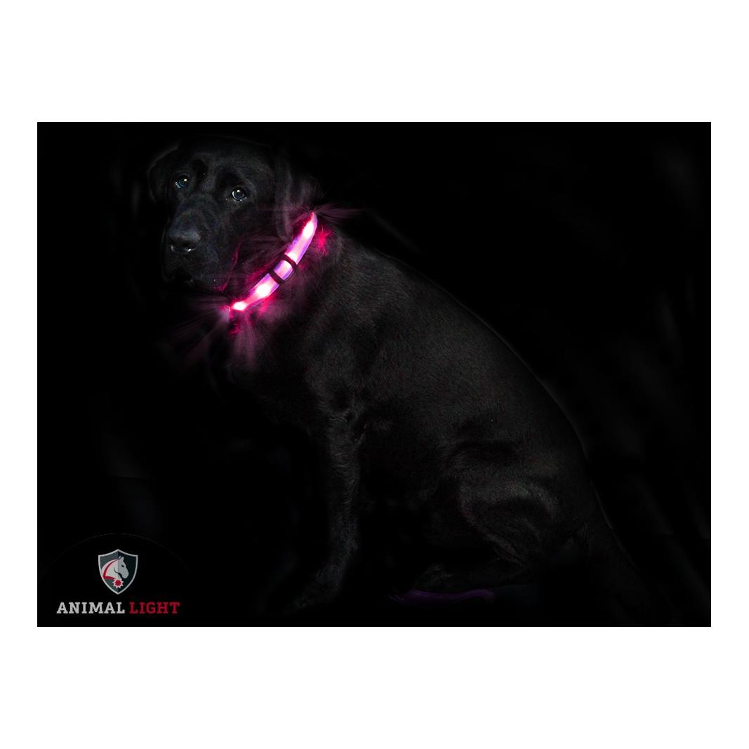 Animal Light Leucht - Hundehalsband "Cash"