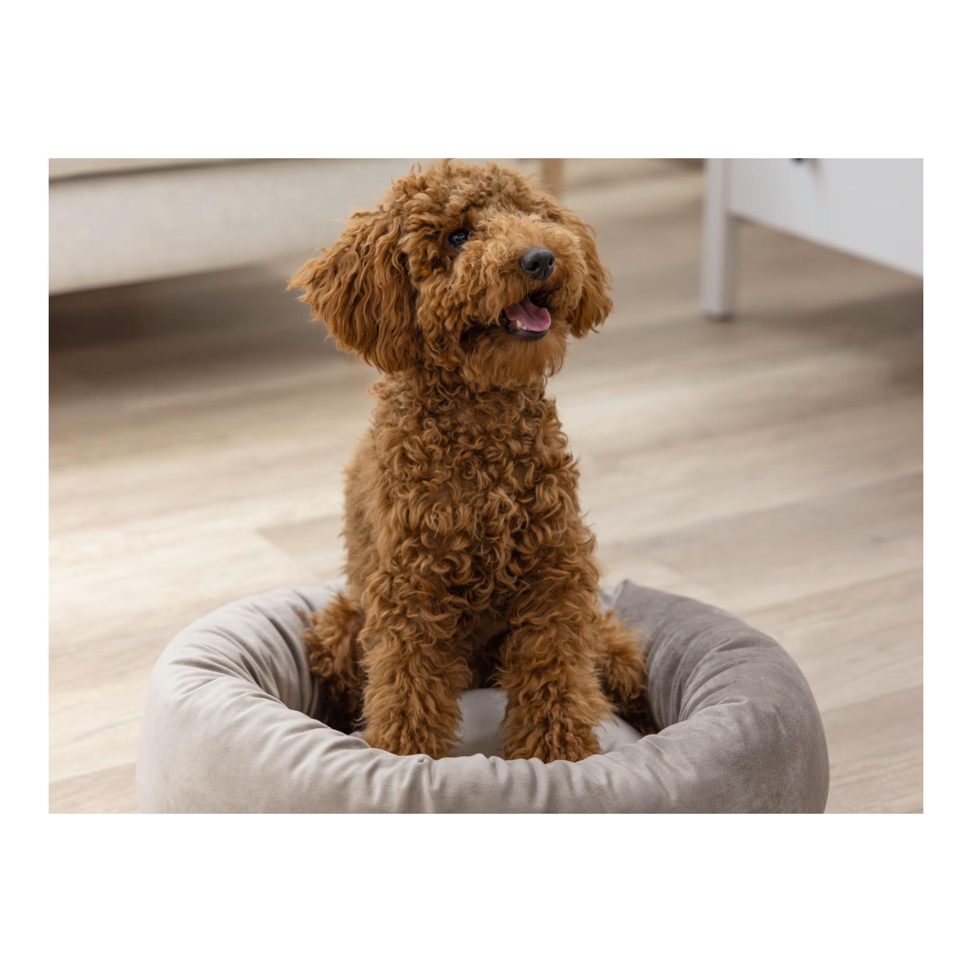 Kerbl Pet Kuschelbett Velvet für Katzen & kleinen Hunden