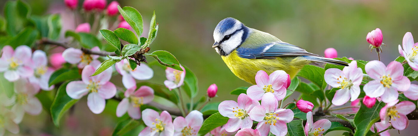 HP-Heimtier-Vogel