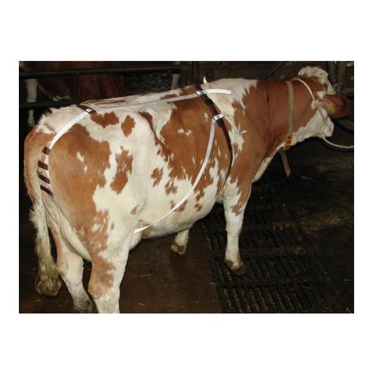 Kerbl Bandage pour vaches