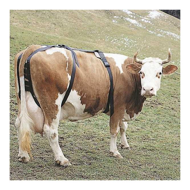 Meekes Bandage pour vaches