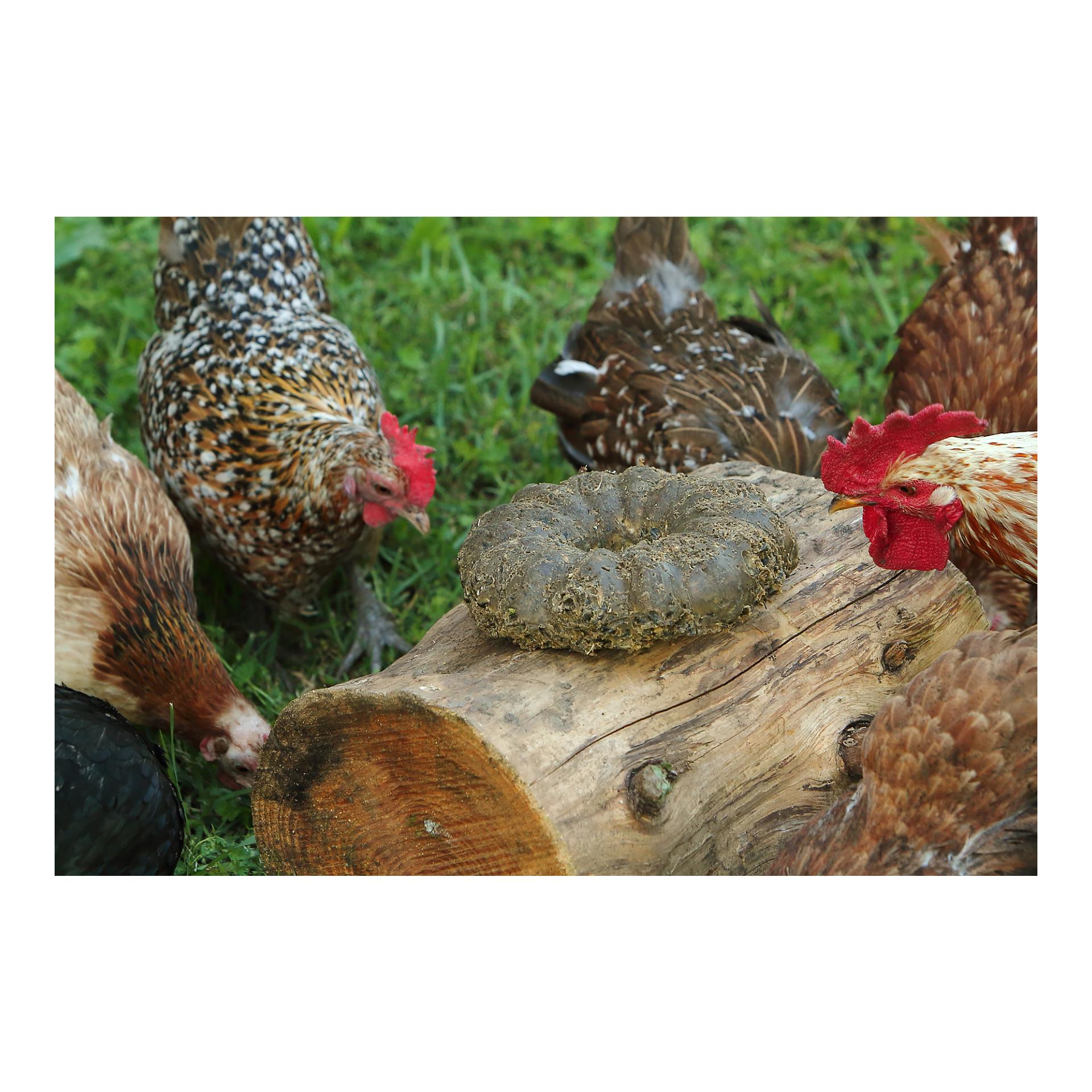 Hauptner Grosser Energie Gugelhupf für Hühner und Vögel