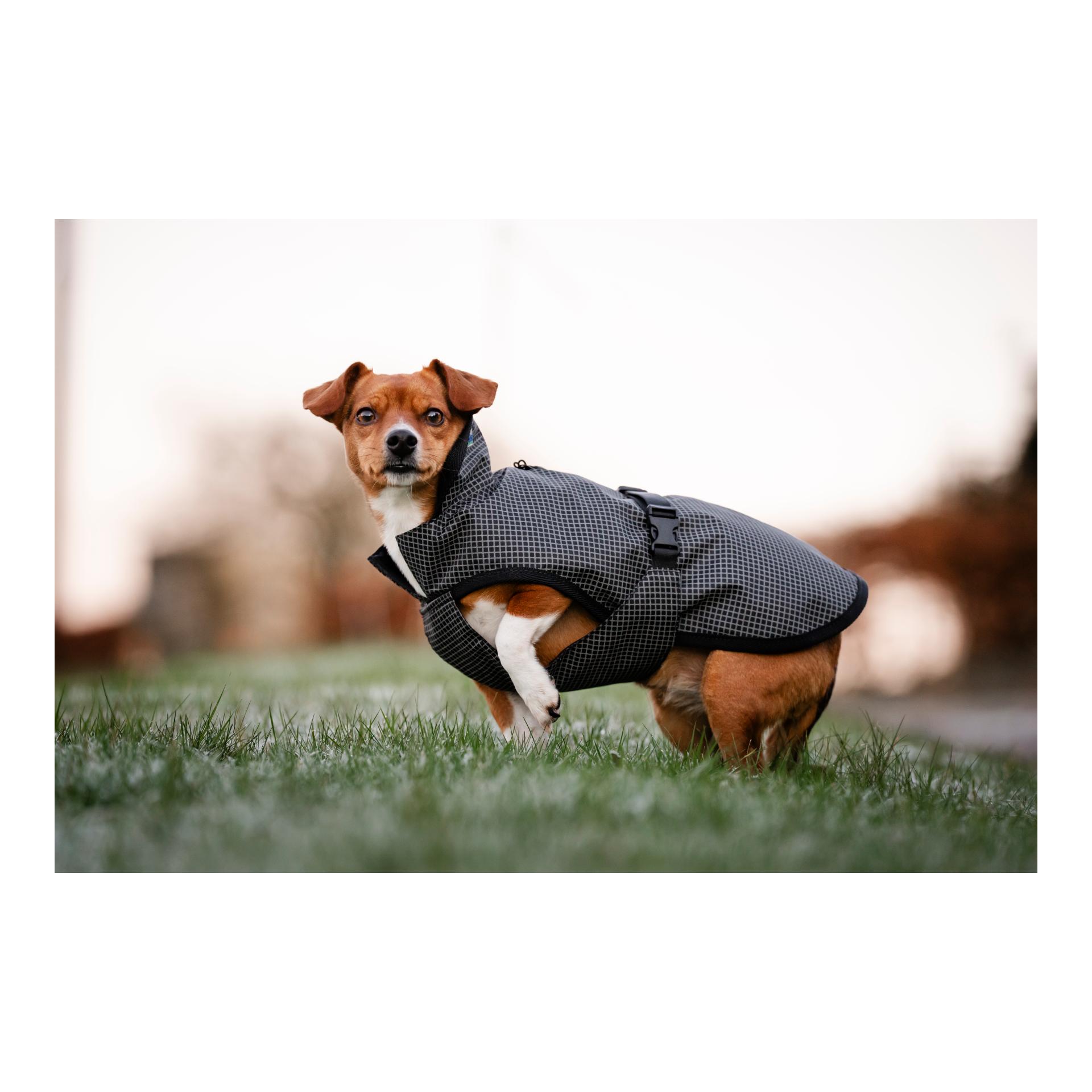 Bucas Manteau pour chien Reflectglow