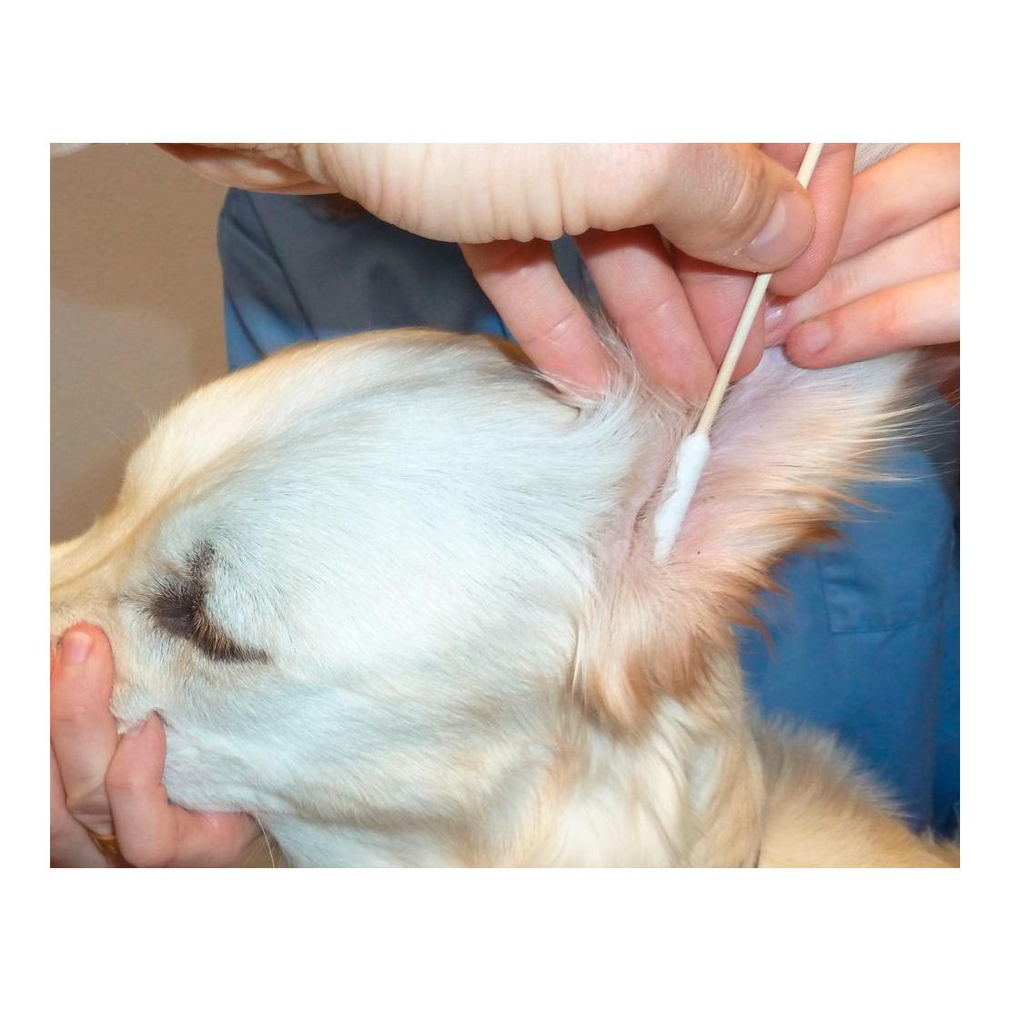 Kerbl Pet Coton-tiges Bamboo Stick