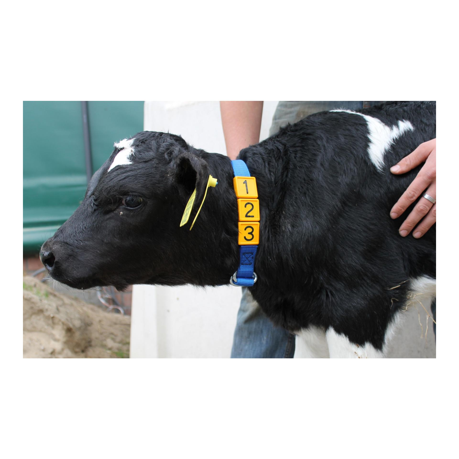 Mainer Bloc numéroté 36x36 mm CRS1 pour vaches/chevaux