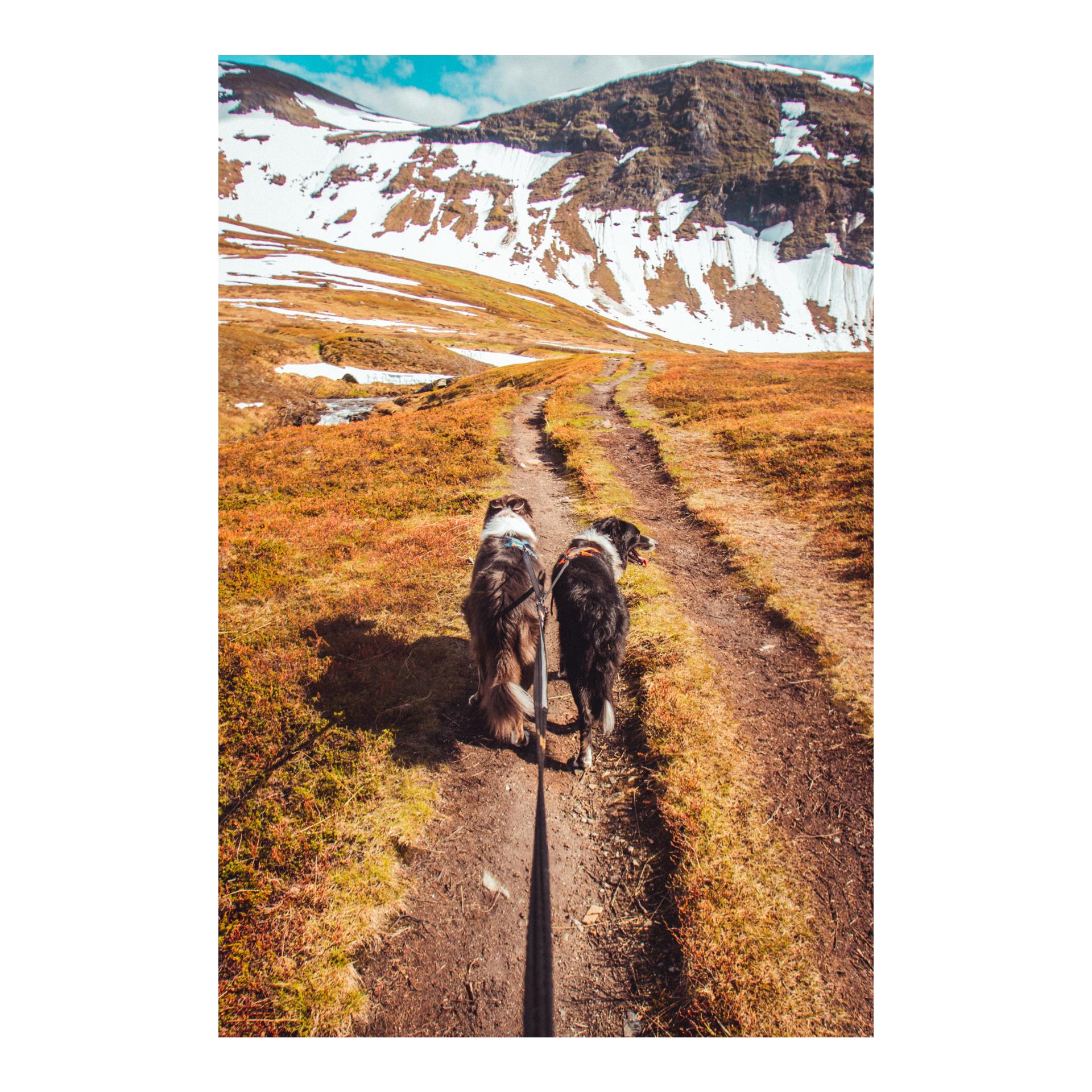 Non-stop Dogwear Strong Leash