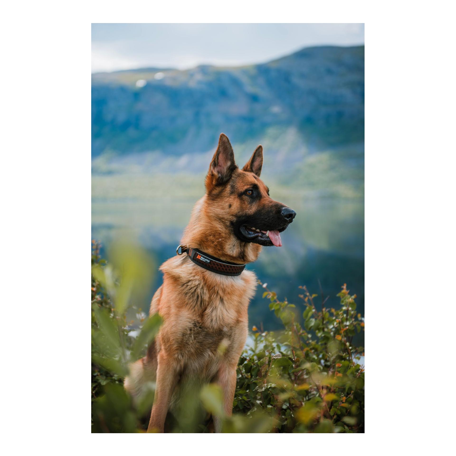 Non-stop Dogwear Collier Rock