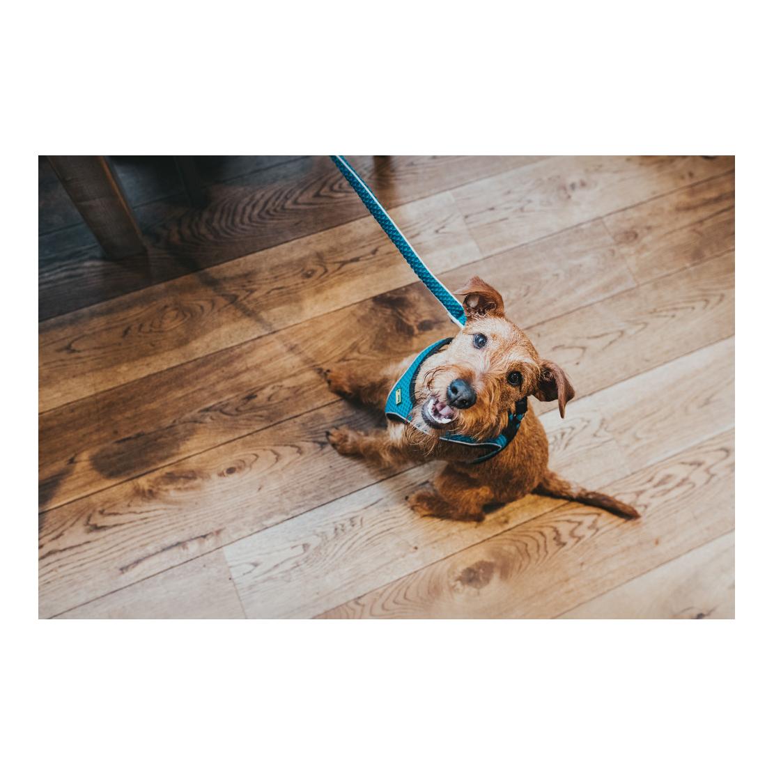 Hunter Harnais pour chien Hilo Comfort - turquoise