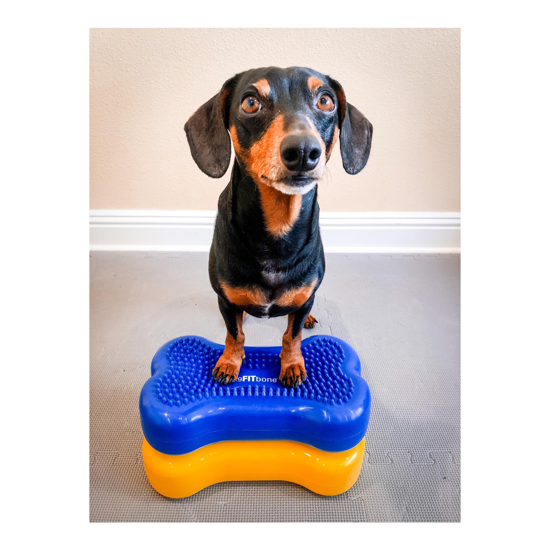 FitPaws K9FITbone MINI,  lot de 2