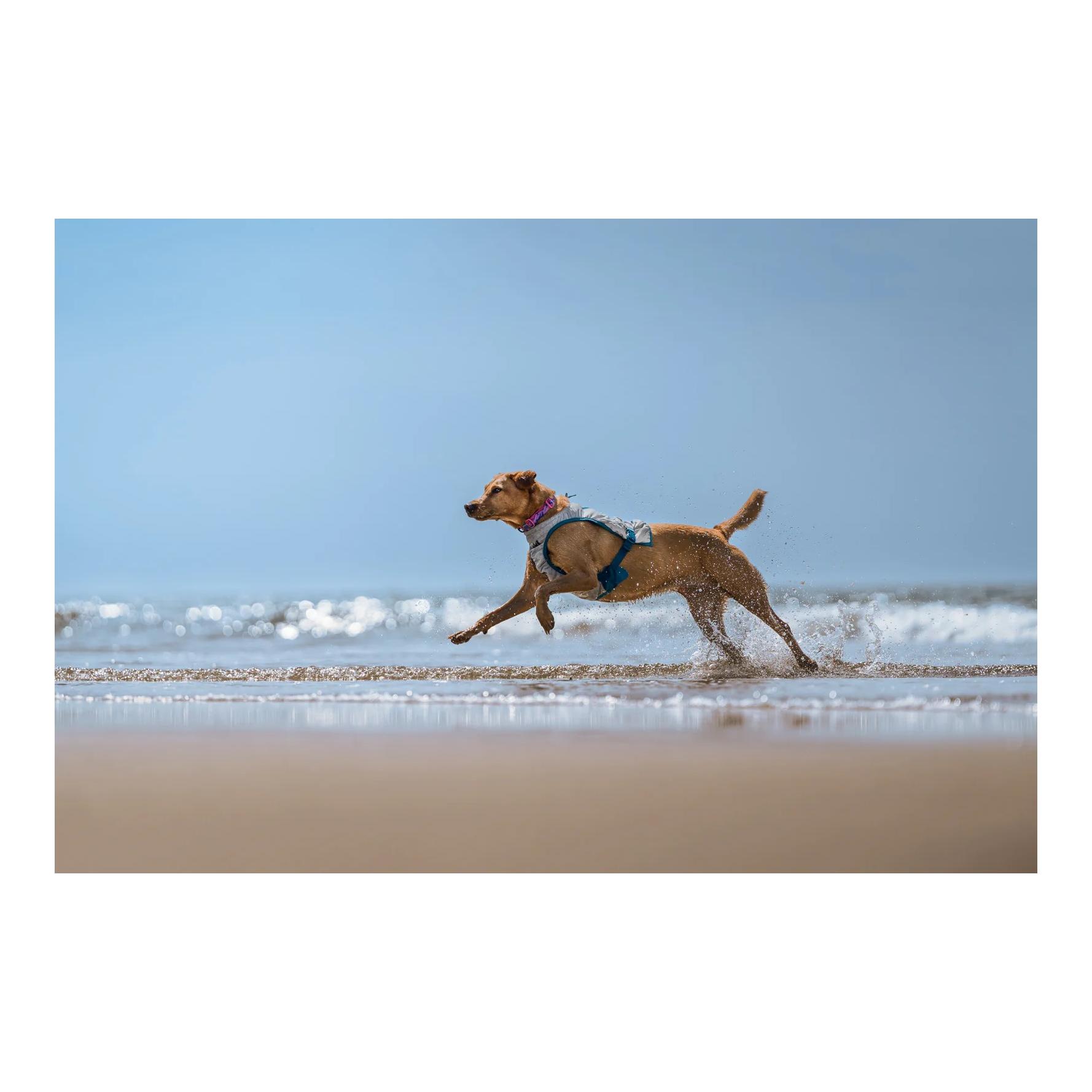 Non-stop Dogwear Kühlweste für Hunde