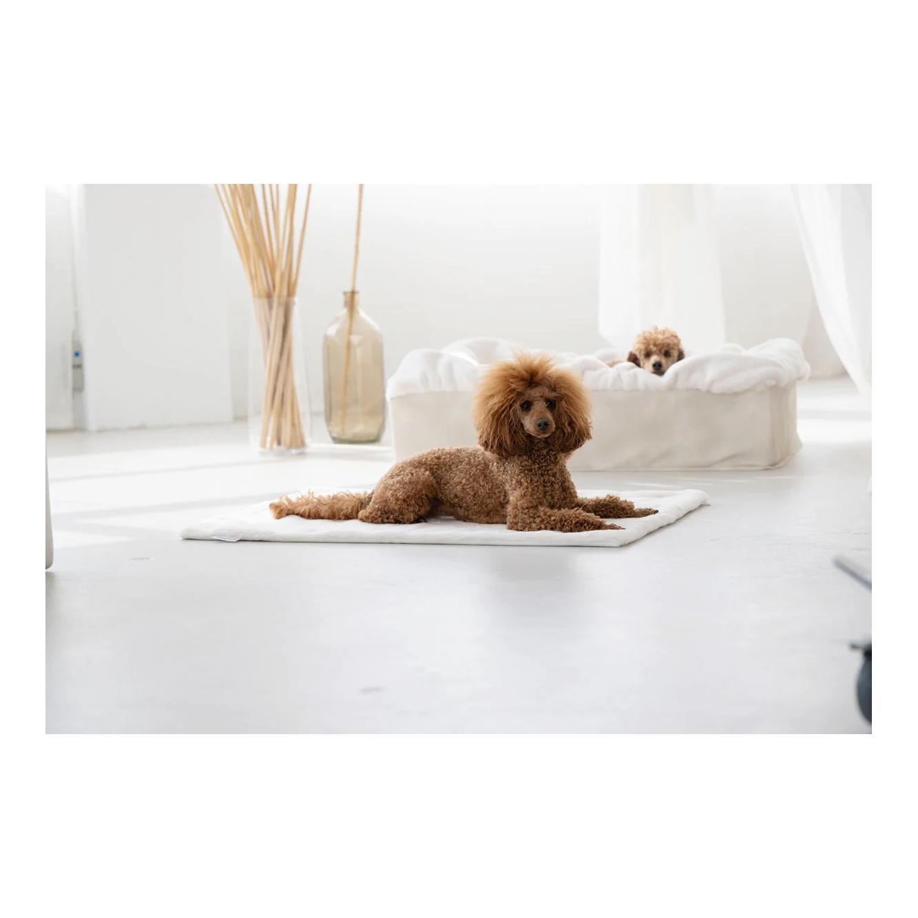Dogspring by MAUL Hundebett Buddelbox® - creme