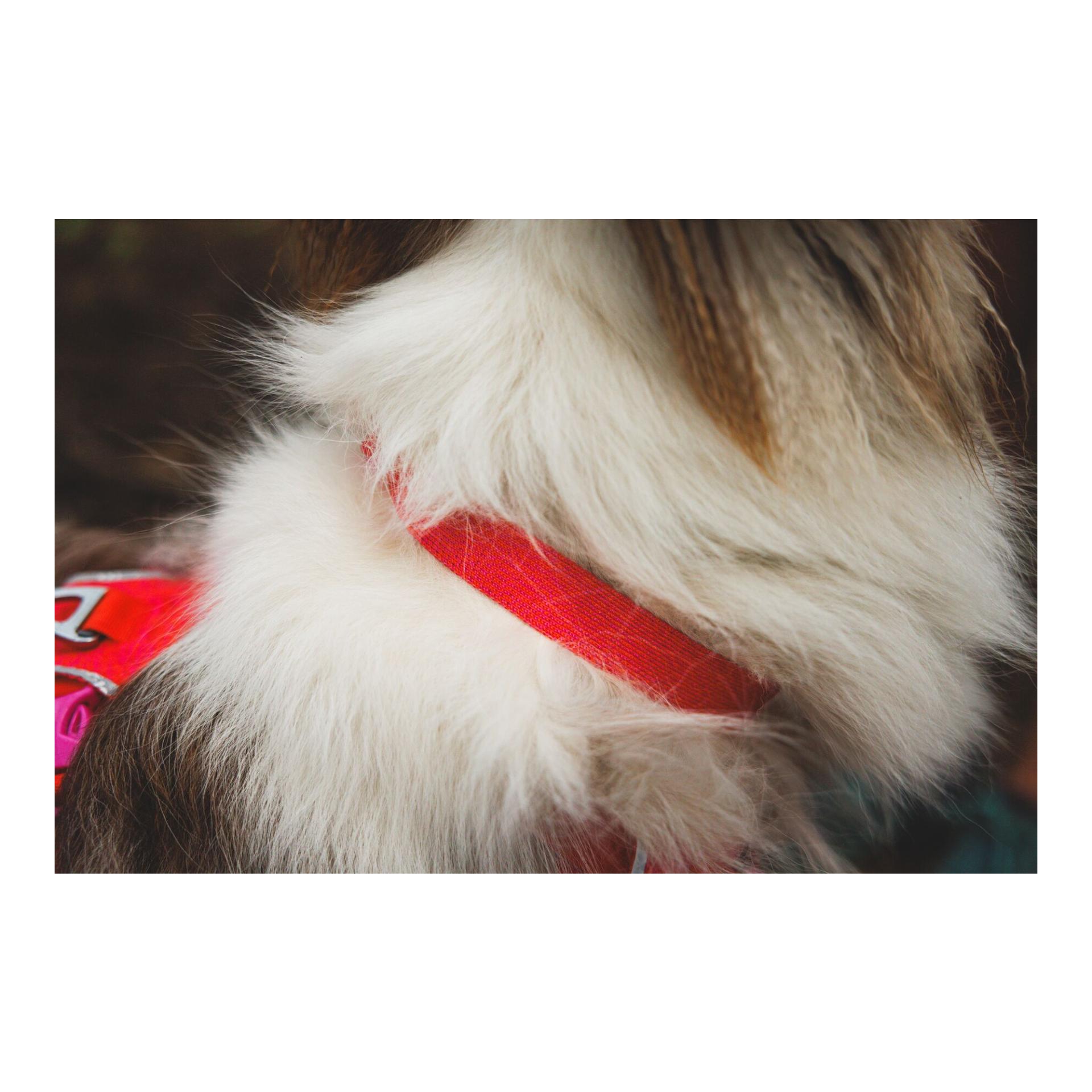 Ruffwear Collier pour chien Front Range™ Flex