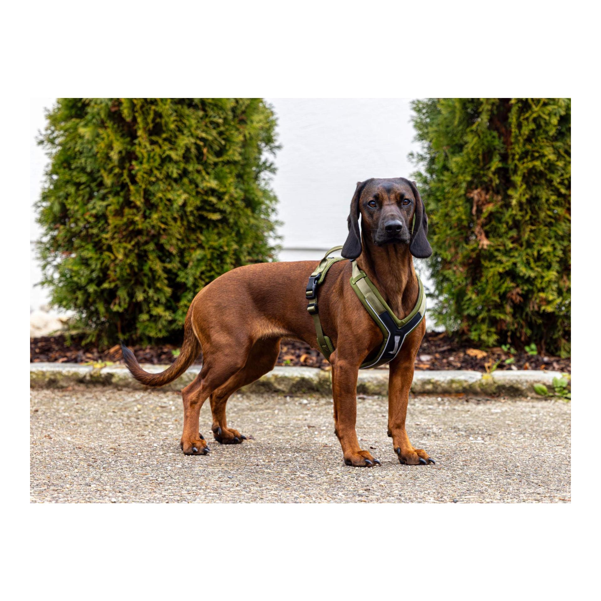 Kerbl Pet Harnais pour chien Dallas