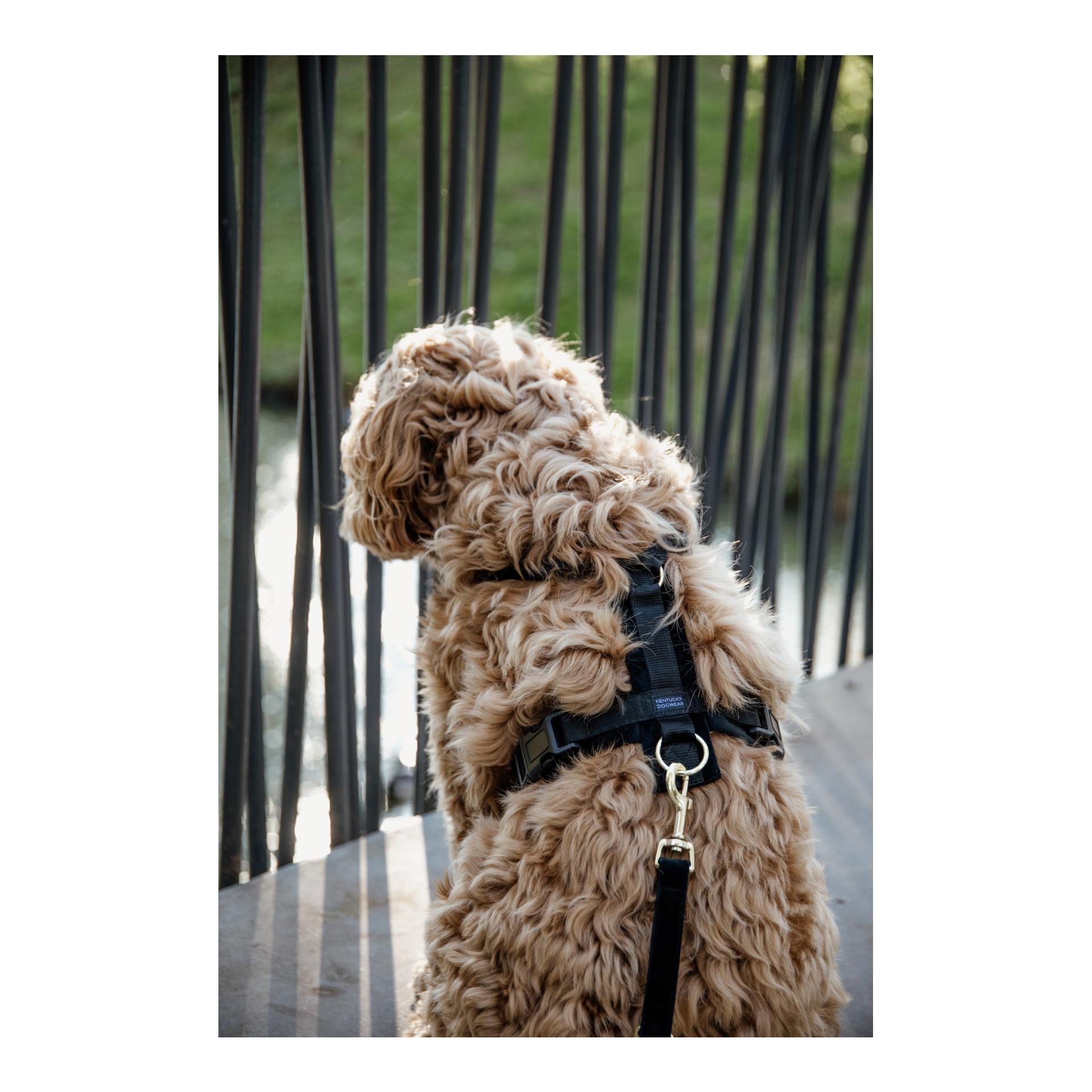 Kentucky Dogwear Hundegeschirr Active Velvet