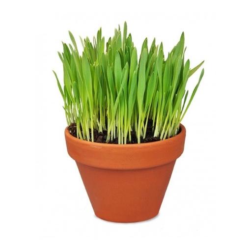 defu Herbe à chat bio