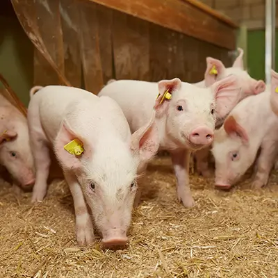 HP-Futter-schweine