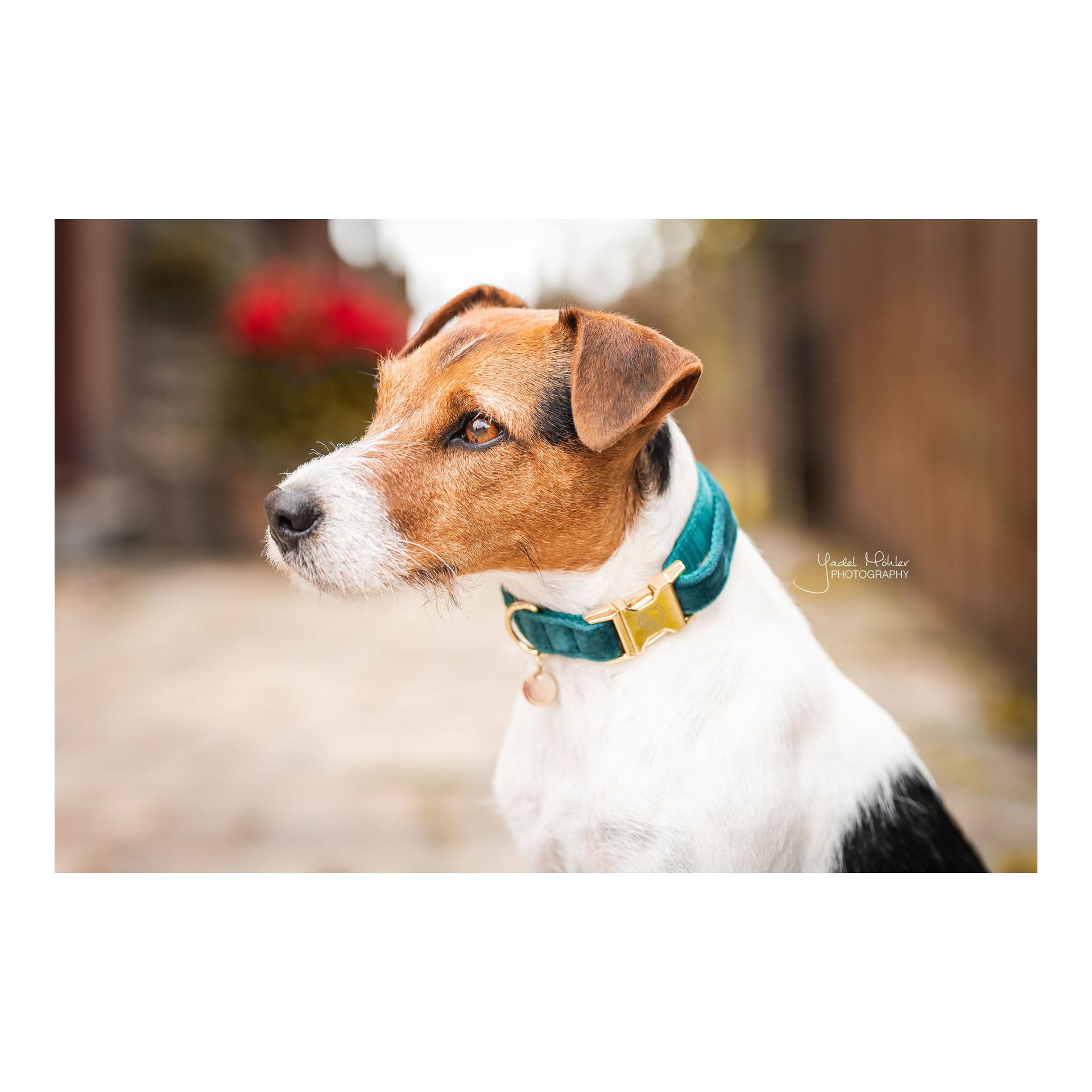Kentucky Dogwear Hundehalsband Velvet - emerald