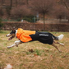 Hundebekleidung