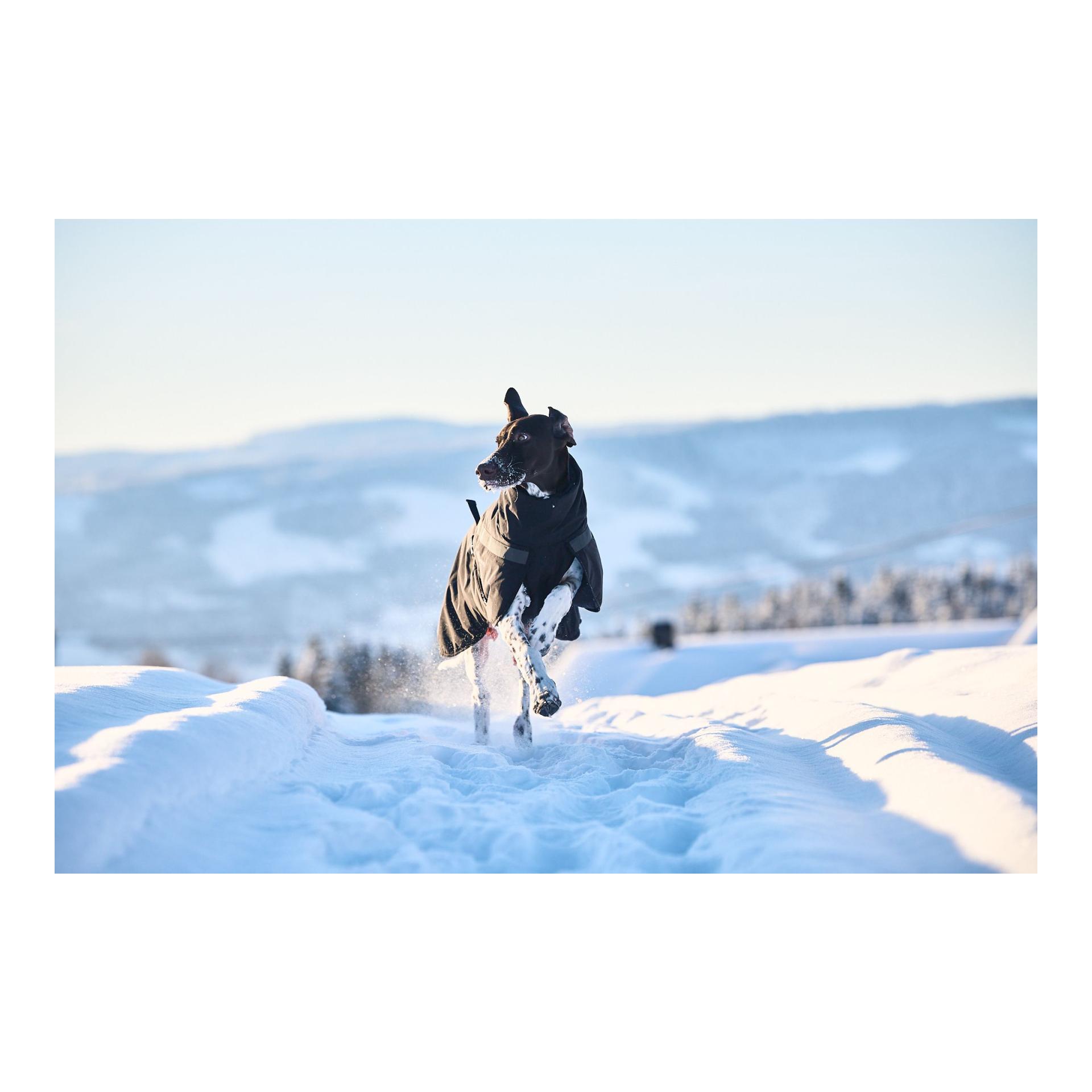 Non-stop Dogwear Hundemantel Trekking Insulated Dog Jacket
