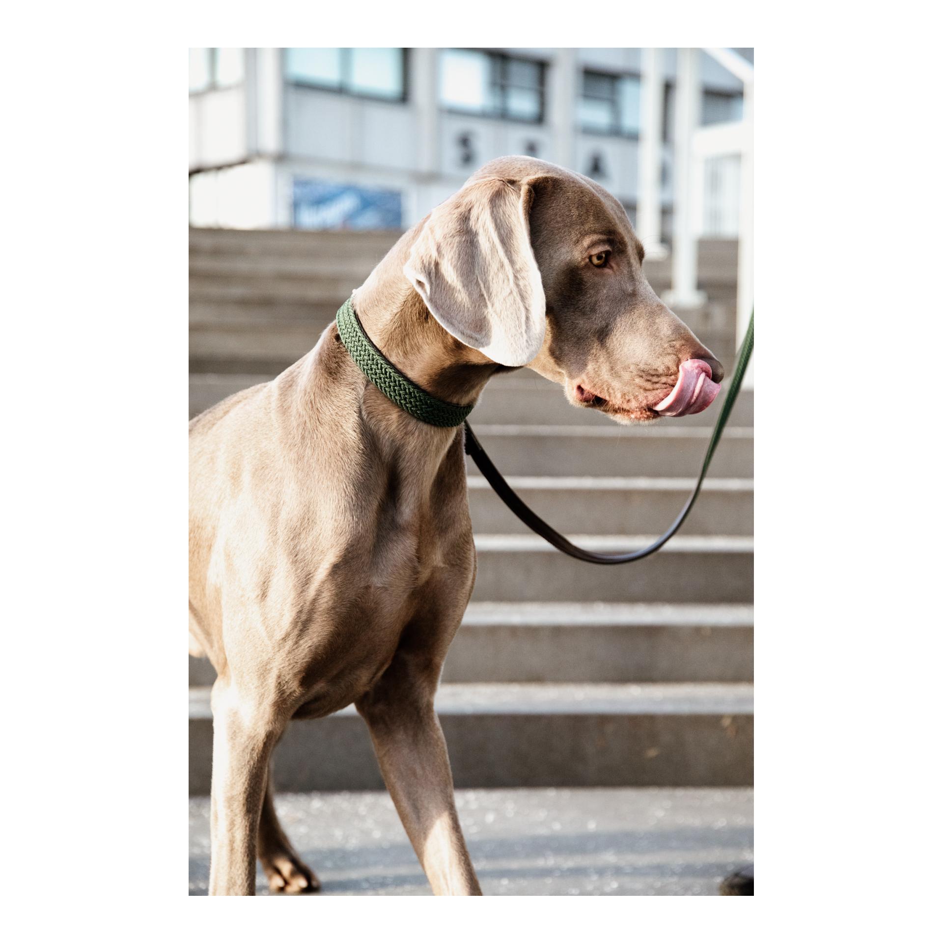 Kentucky Dogwear Laisse pour chien tressée en nylon - vert olive