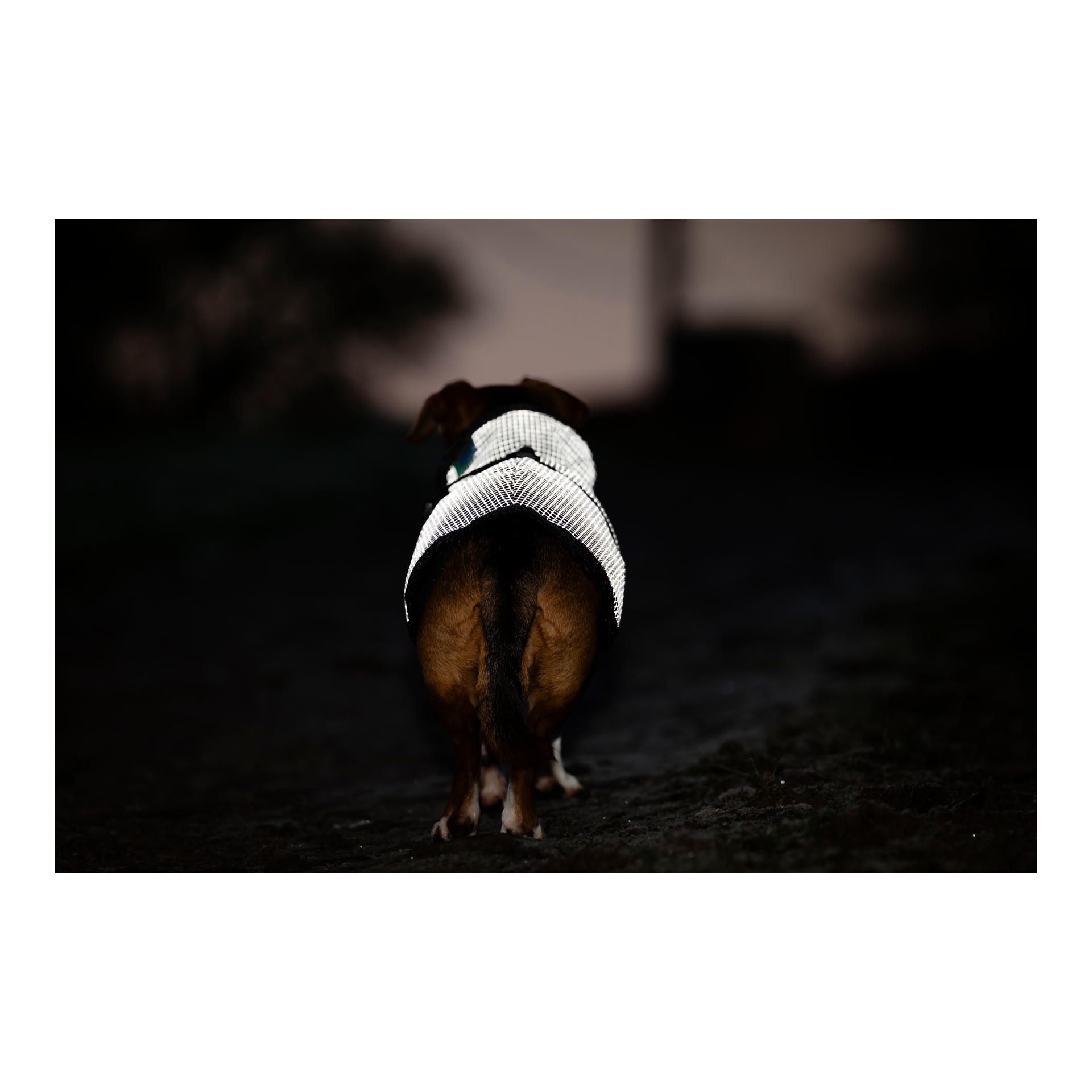 Bucas Manteau pour chien Reflectglow