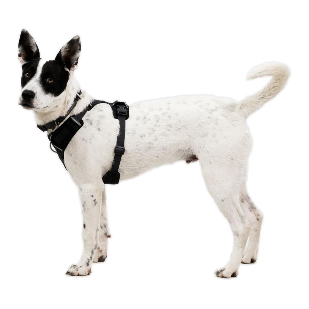 Ruffwear Front Range® Flex Harnais pour chien