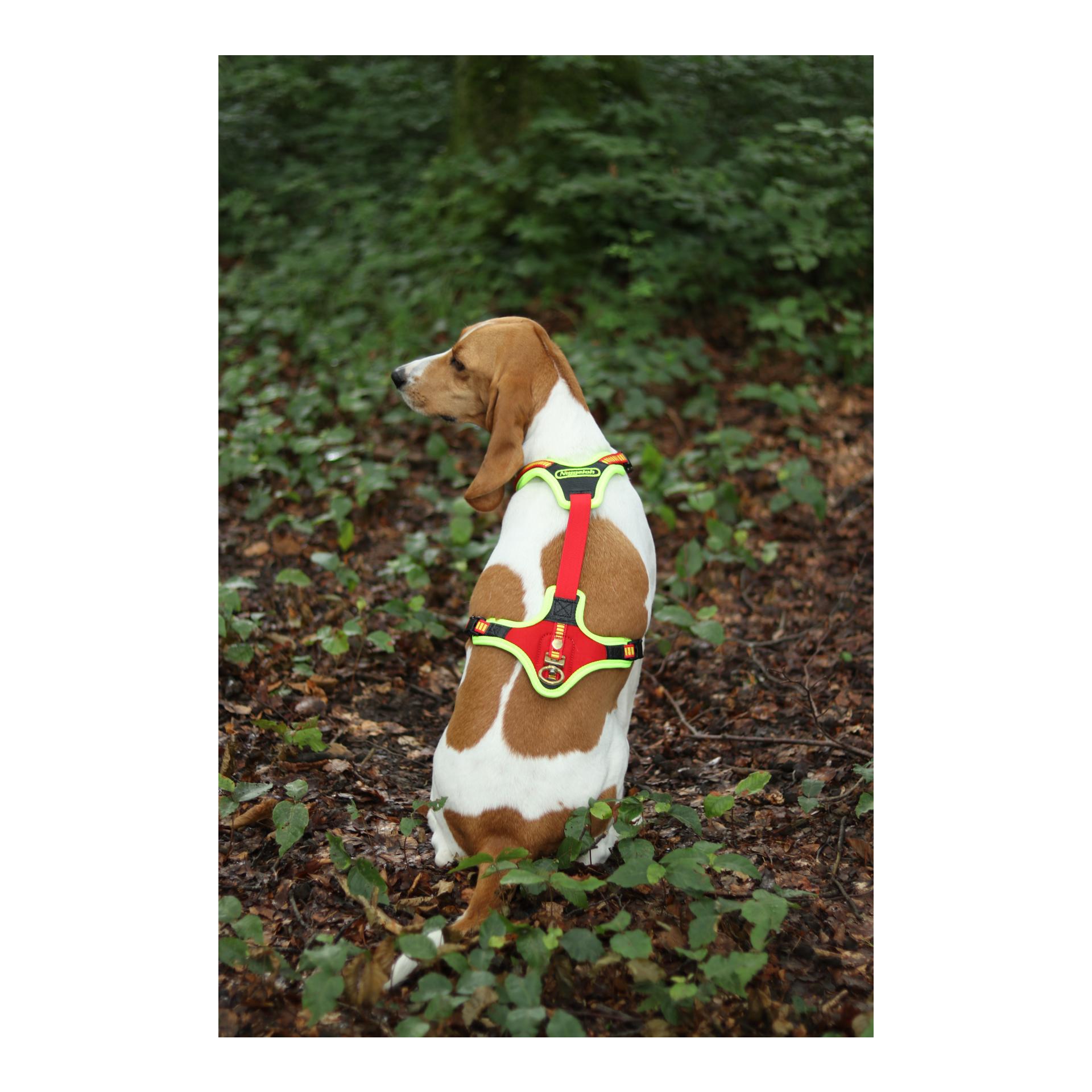 Niggeloh Harnais pour chien Follow Trail
