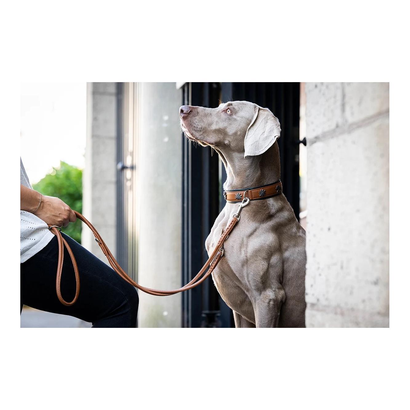 Maul Lederwaren Hundehalsband Jagdglück