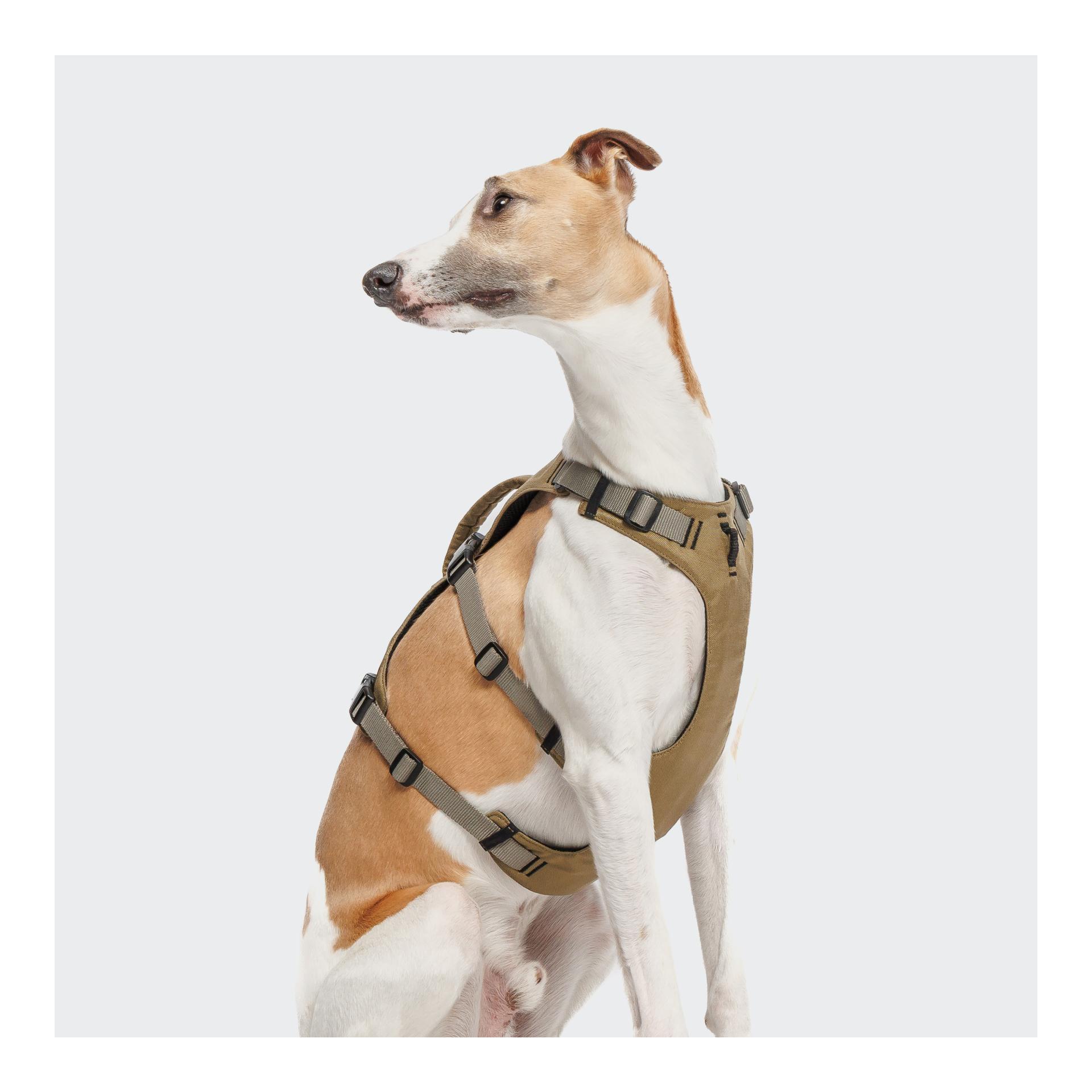 Cloud 7 Y-Safe harnais pour chiens
