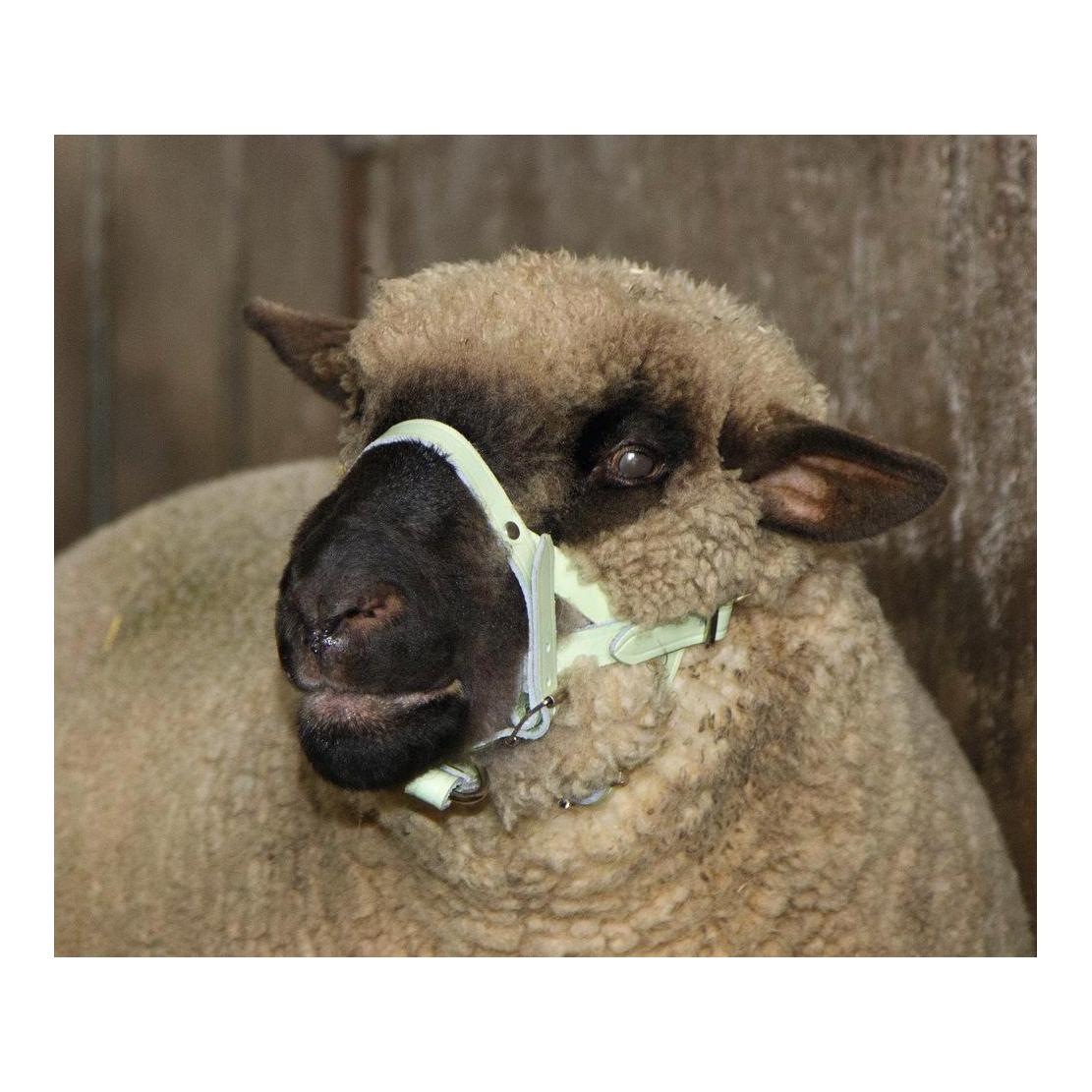 Kerbl Licol pour moutons et béliers - cuir