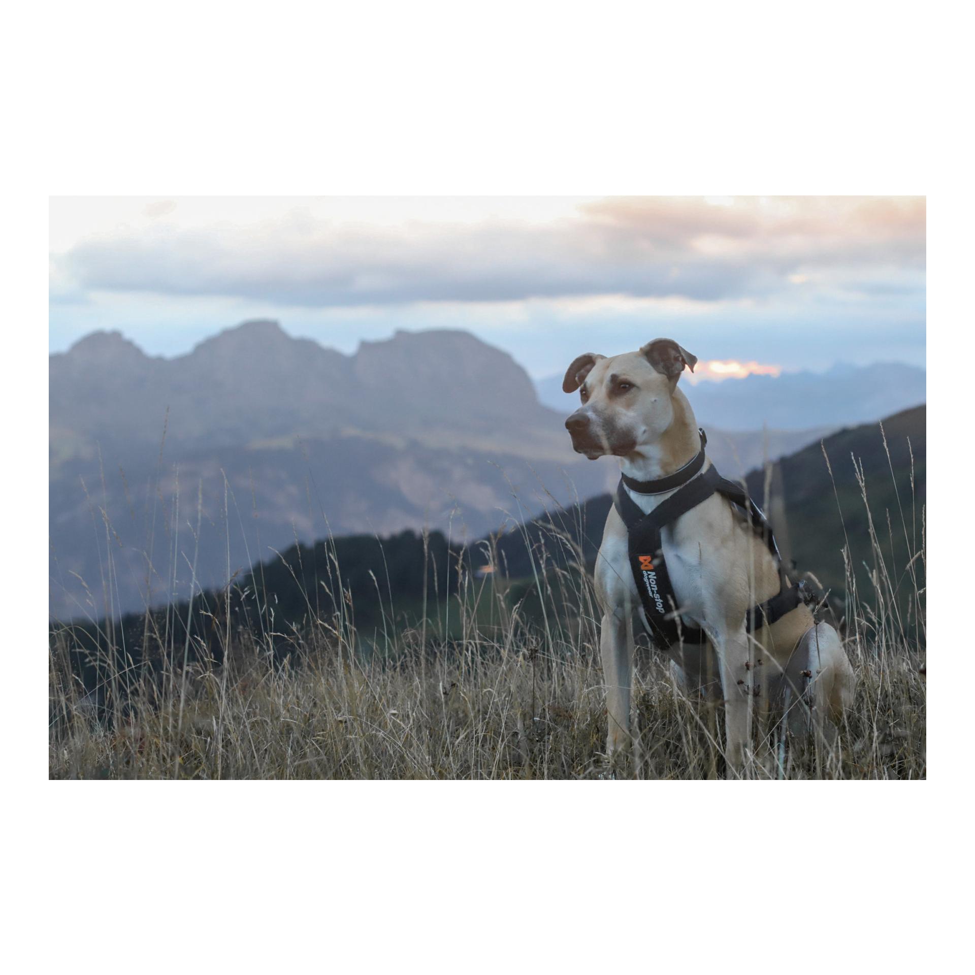 Non-stop Dogwear Collier polaire