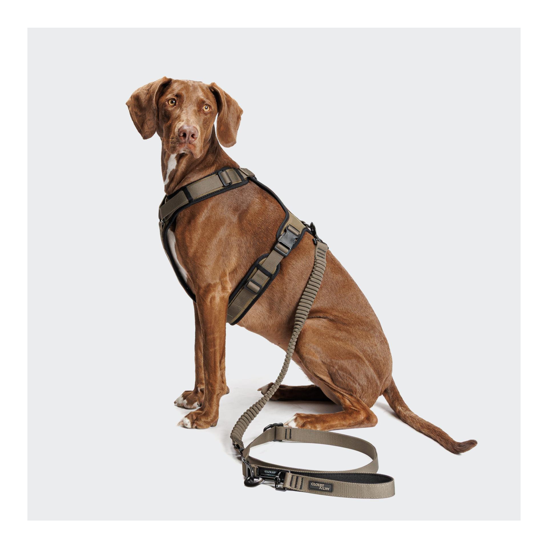Cloud 7 Y-3-Hundegeschirr
