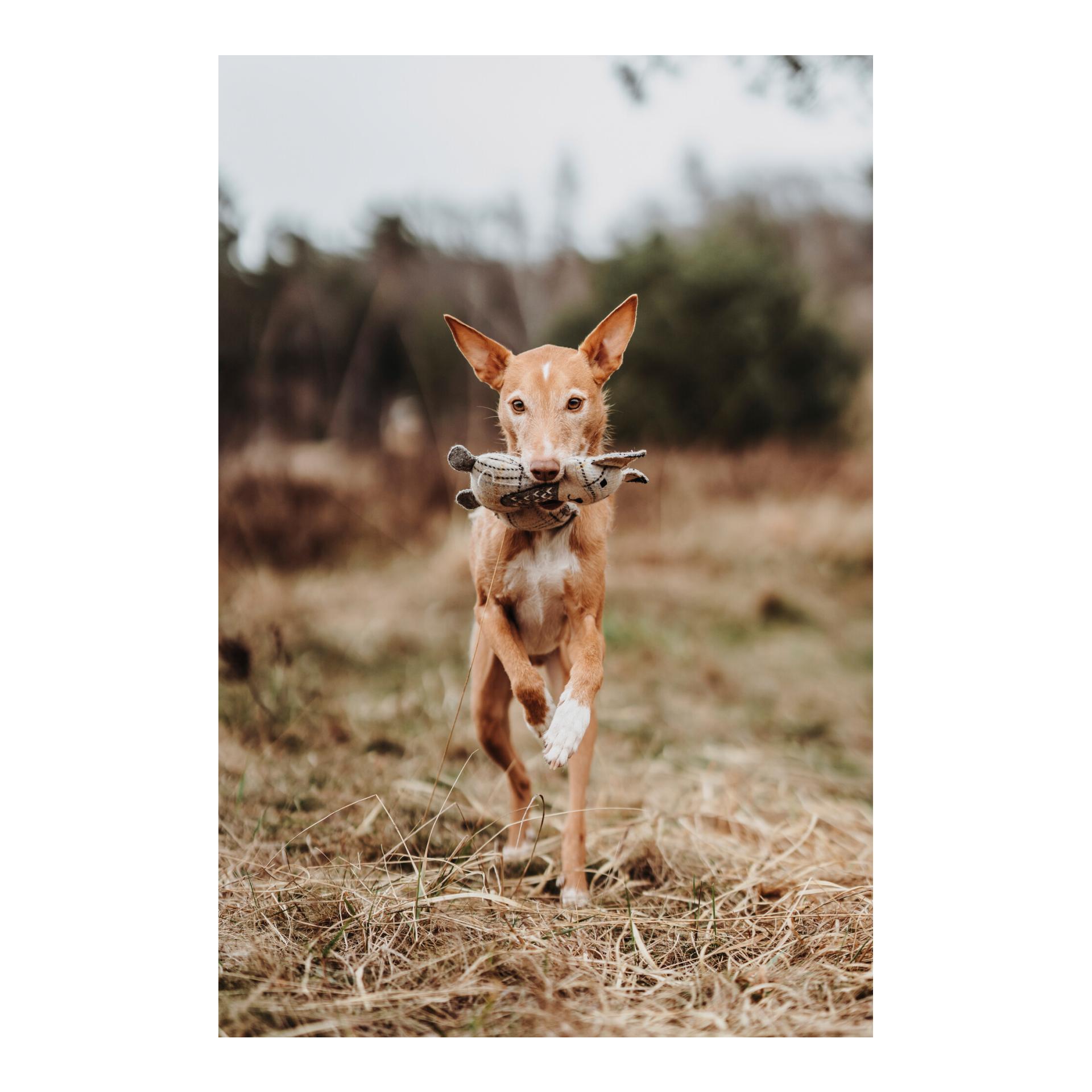 Hunter Jouet pour chiens Billund Renard