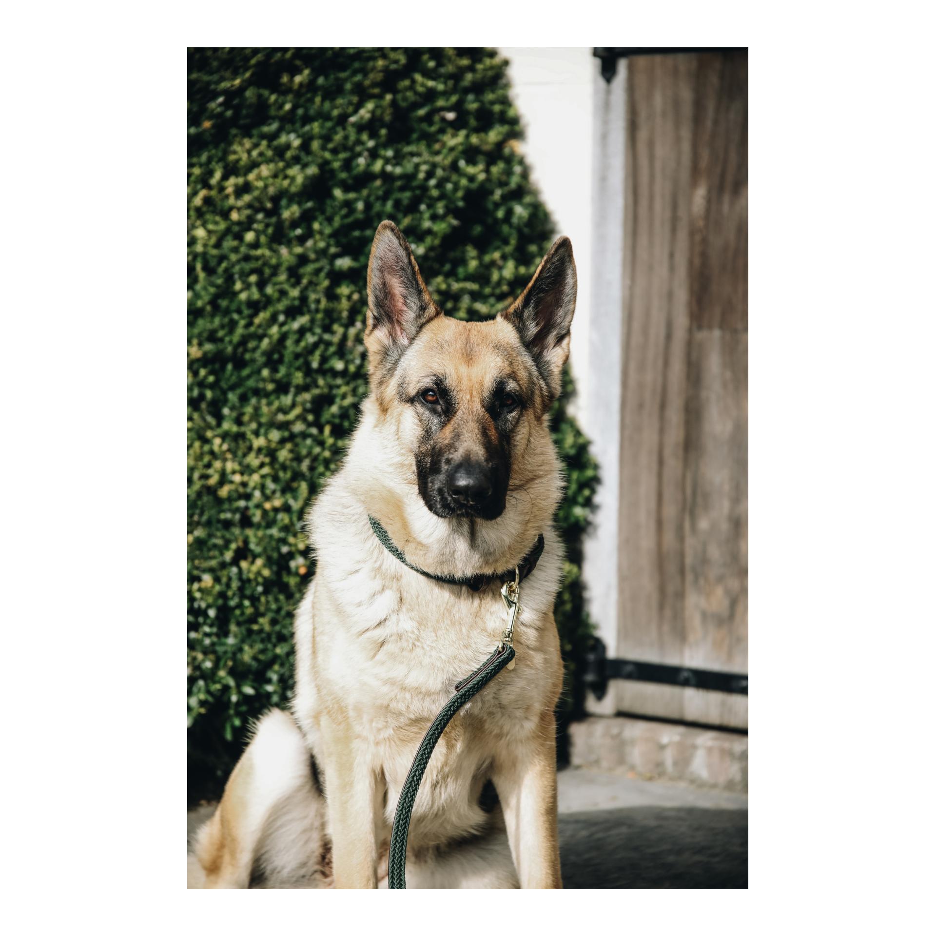 Kentucky Dogwear Laisse pour chien tressée en nylon - vert olive