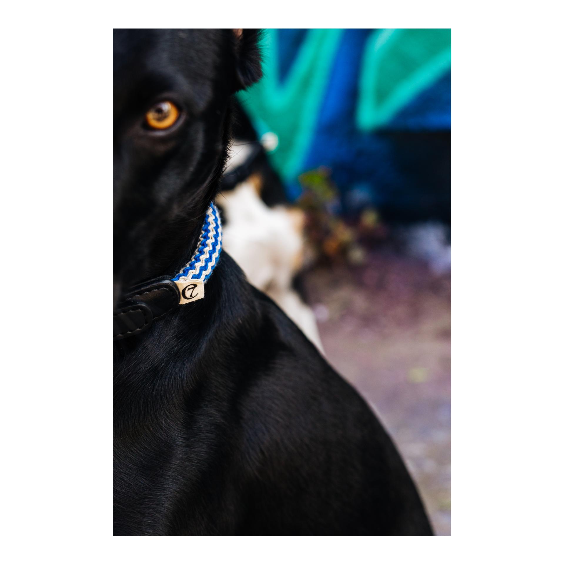 Cloud 7 Collier pour chien Mauerpark